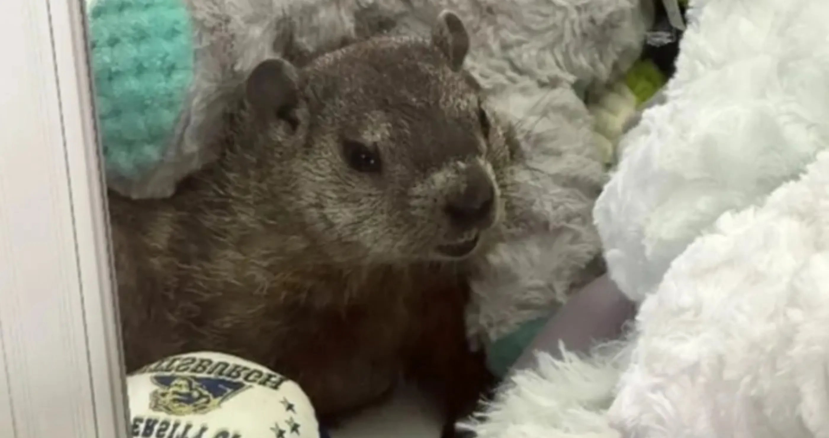 Stowaway Groundhog