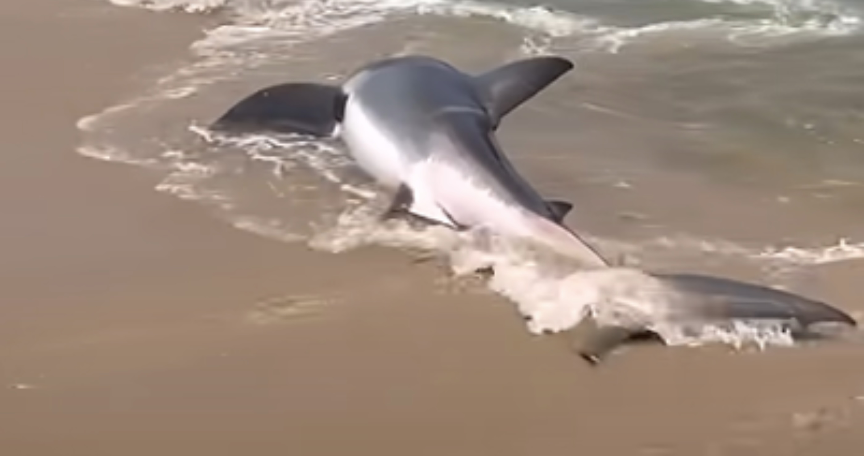 beached great white shark