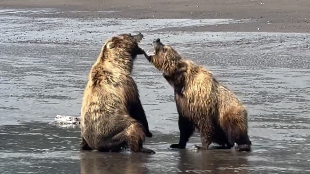 Two grizzly bears fighting over a dead fish