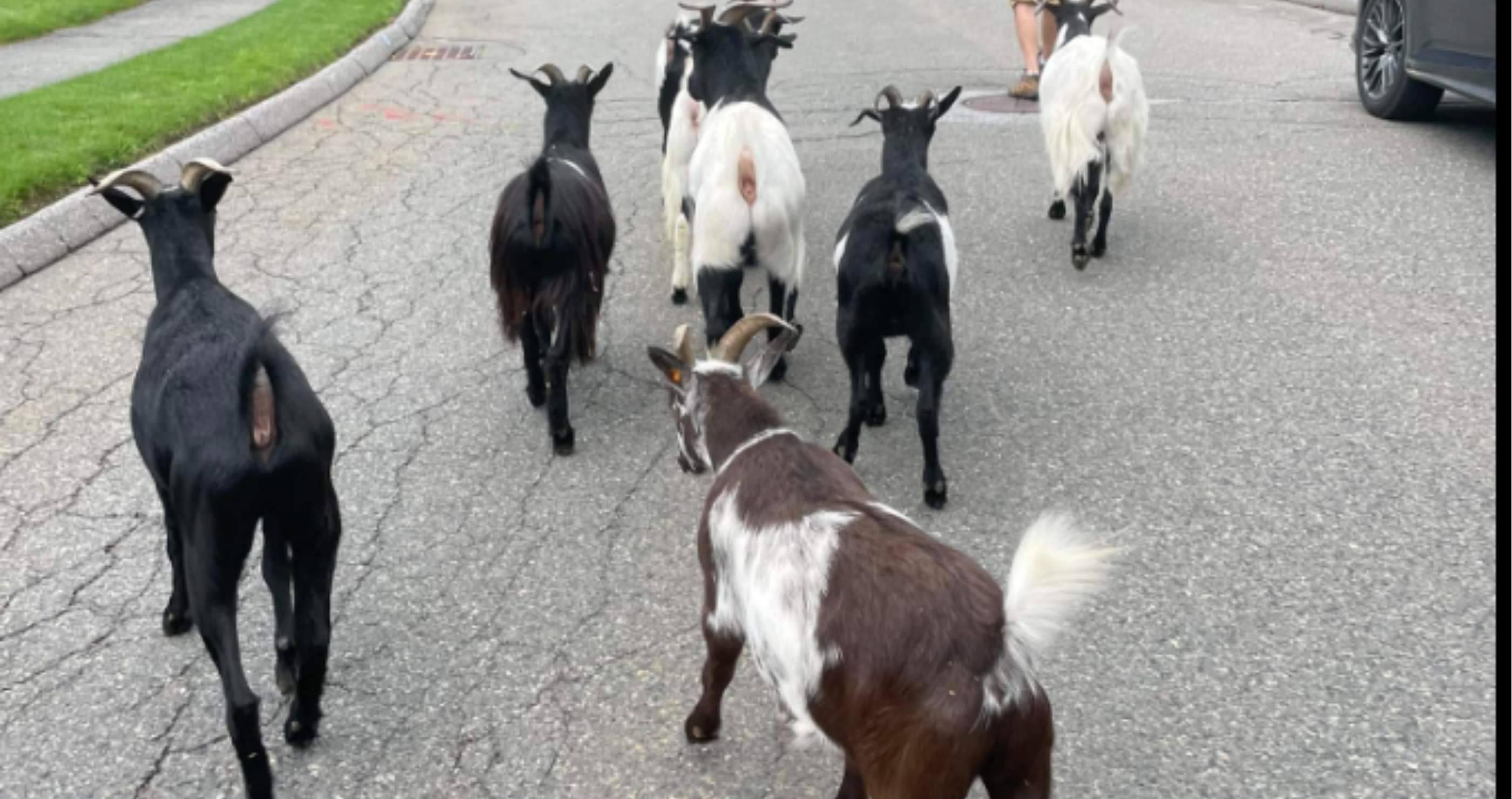 Goats break free