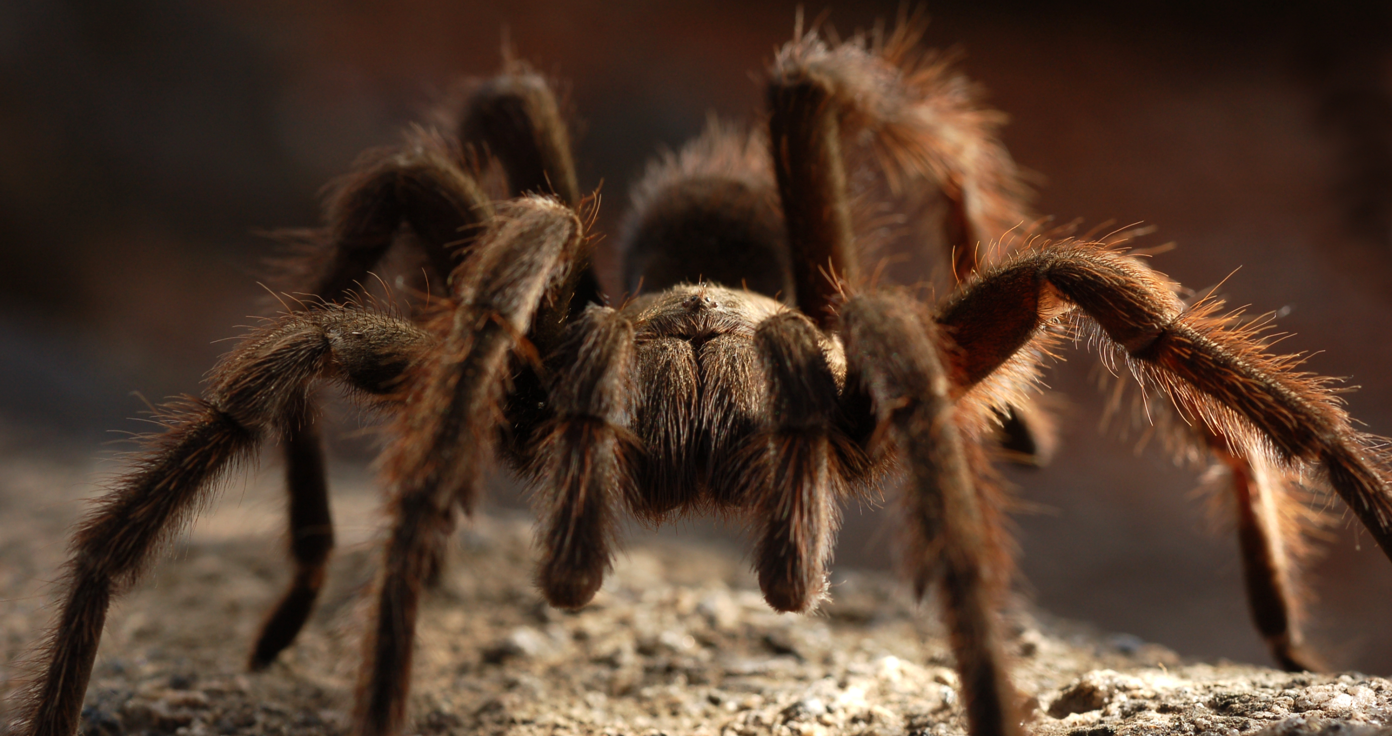 Thousands of tarantulas