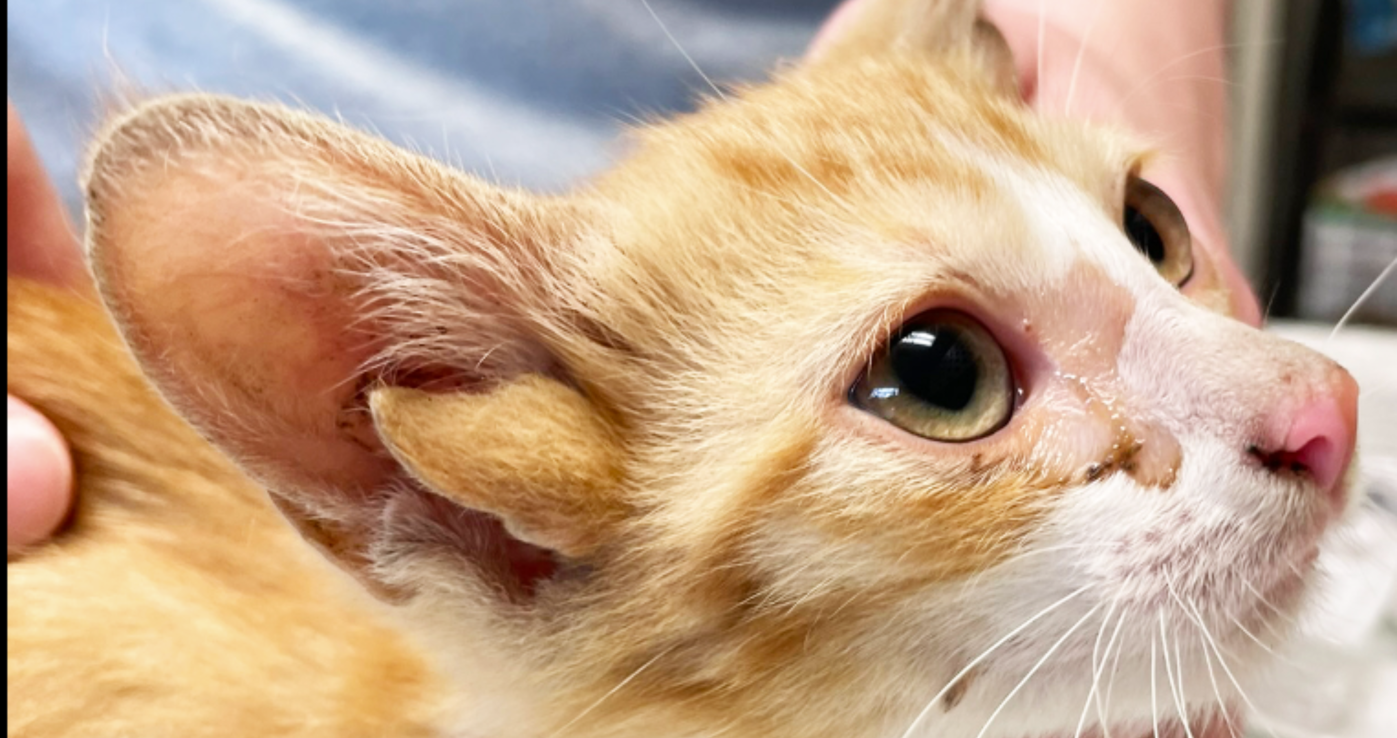 Kitten with four ears