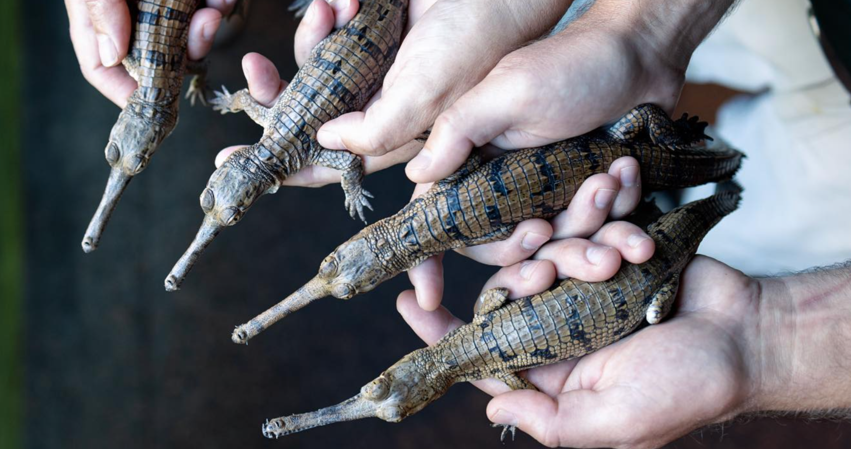 baby crocodiles hatch