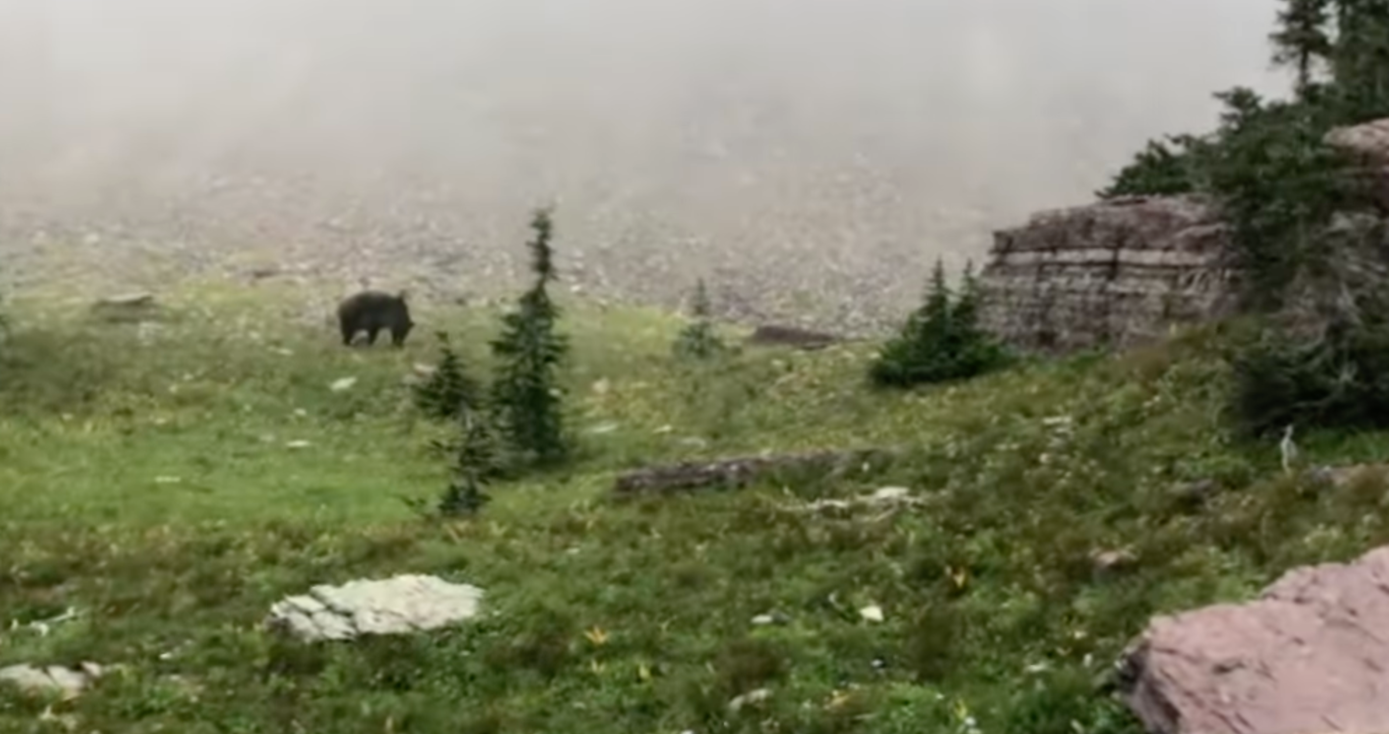 Grizzly bear Glacier National Park