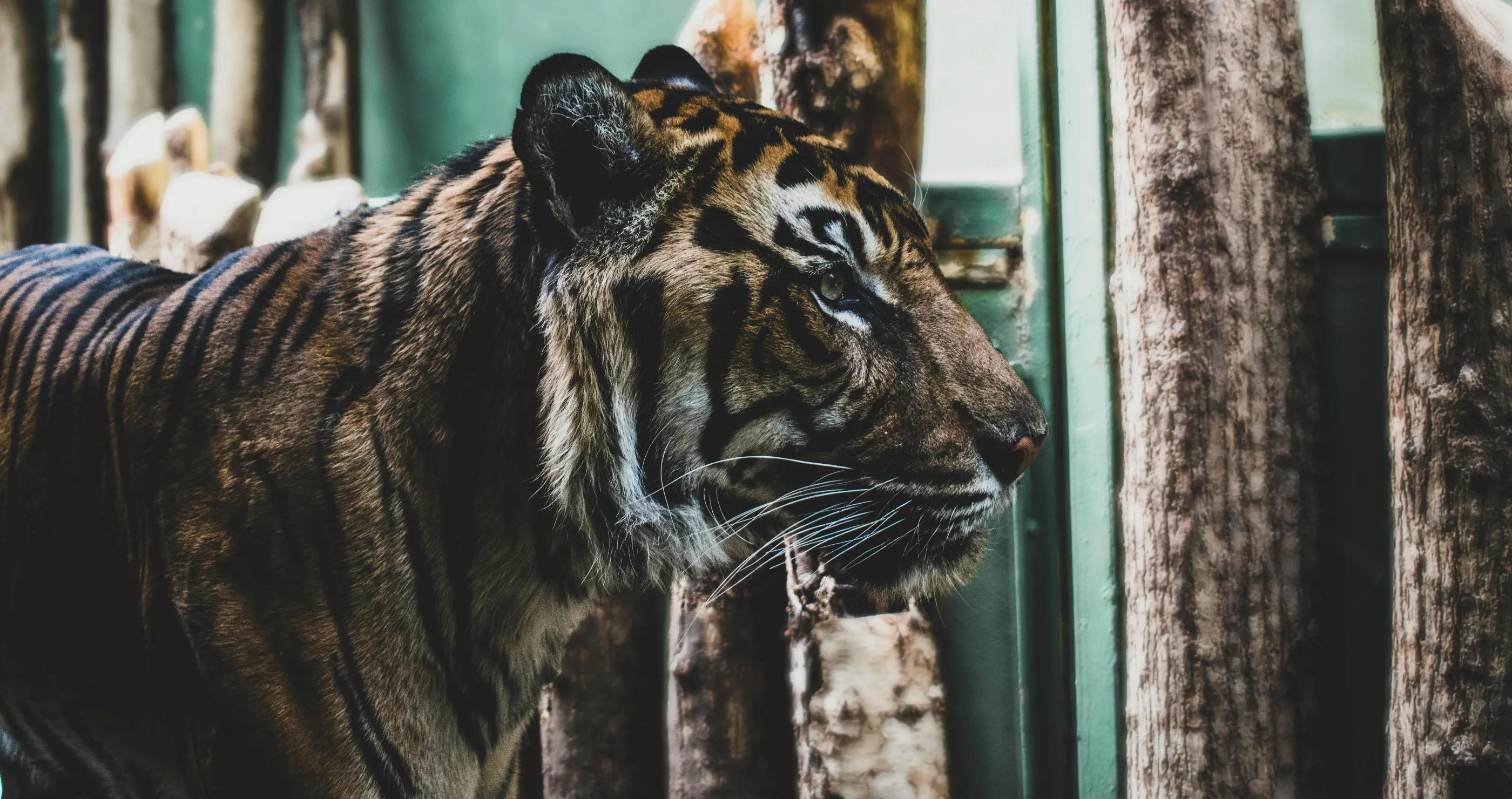 jumping in tiger enclosure at New Jersey zoo