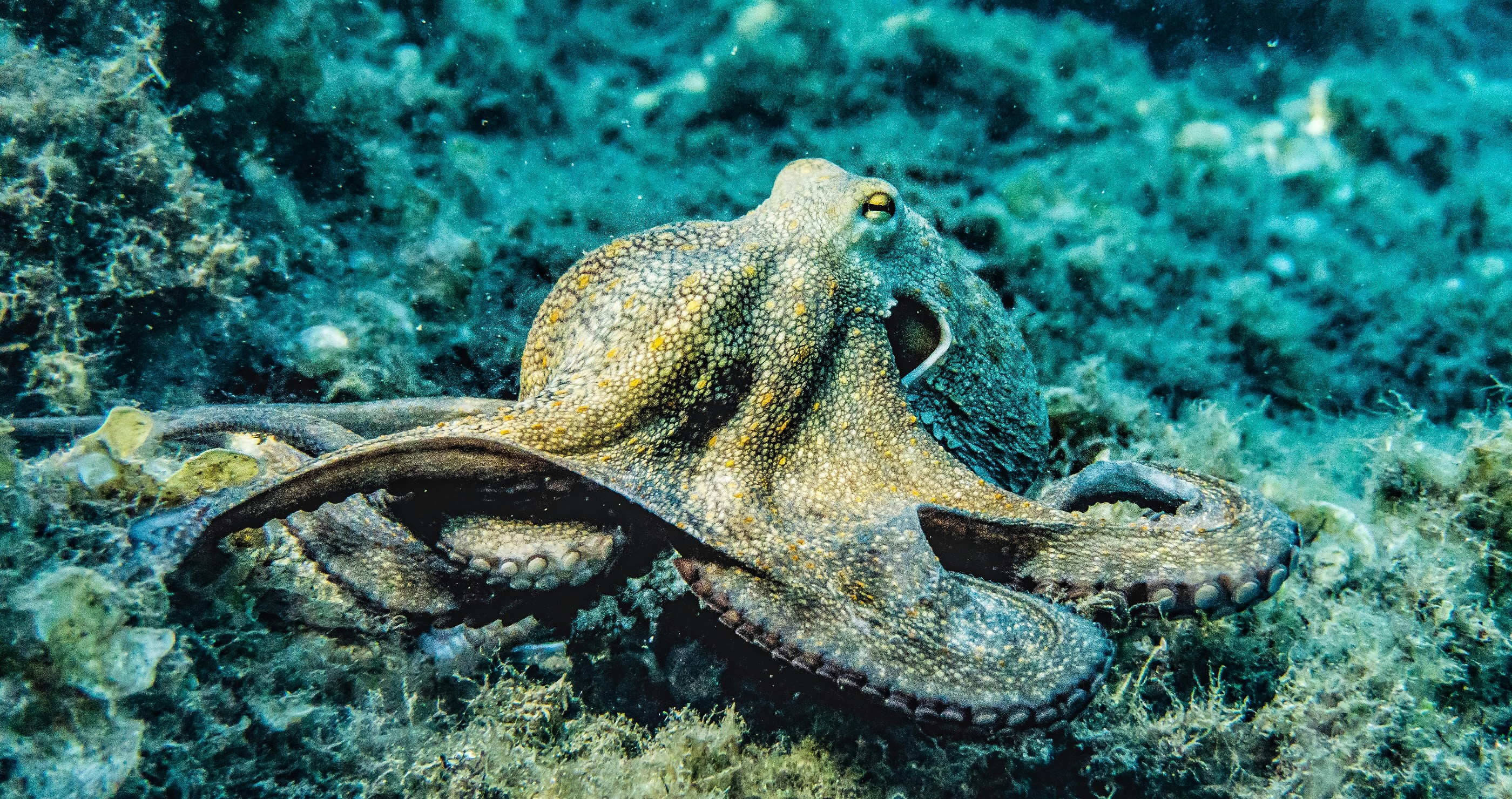 octopus tries to eat shark