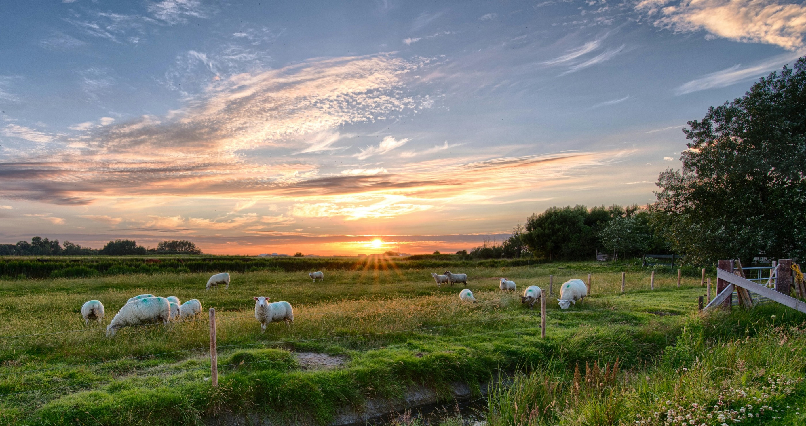 sheep on roof