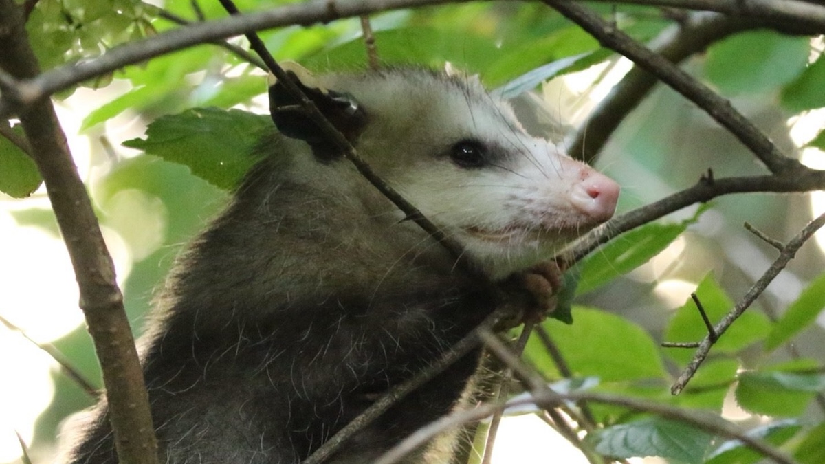 virginia opossum