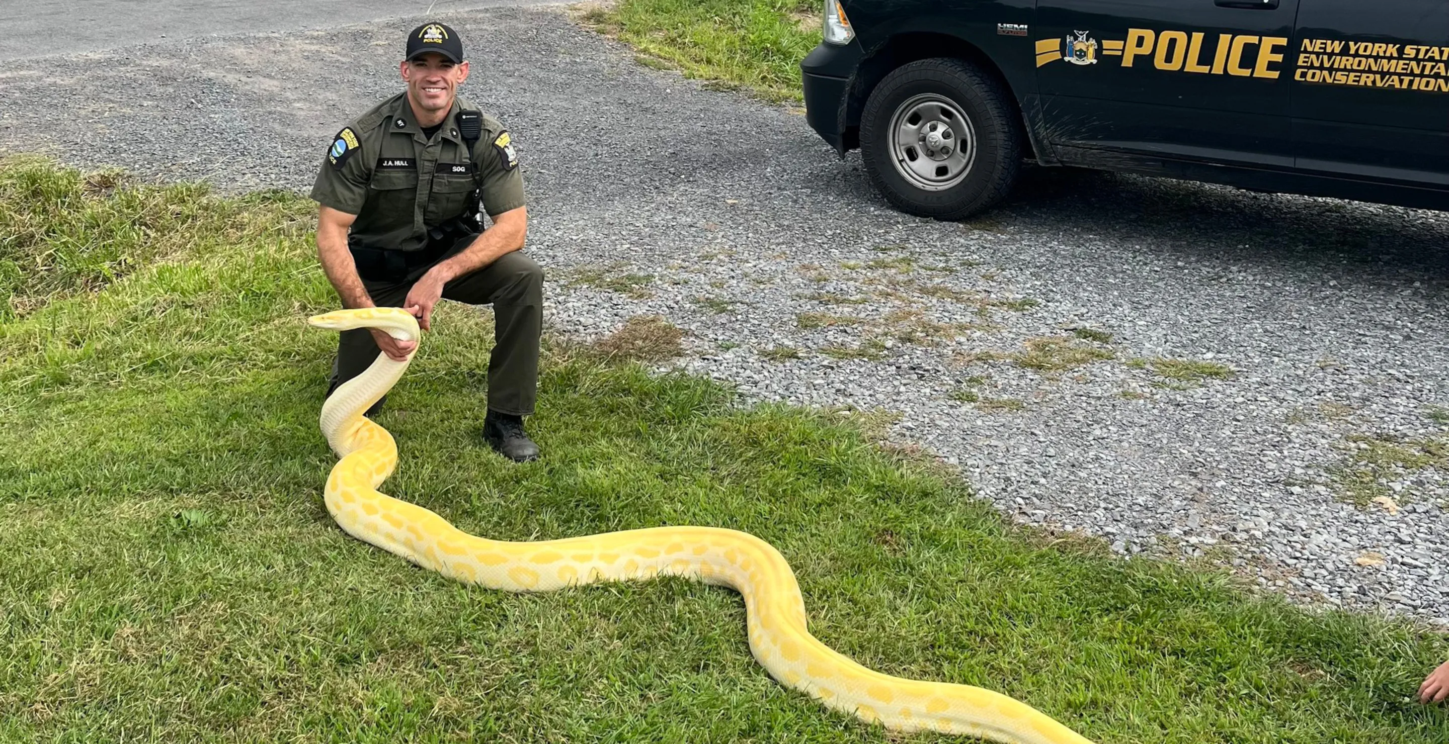 13-Foot Python Removed From Home After Overwhelmed Owner Shocked By How Quickly Snake Grew