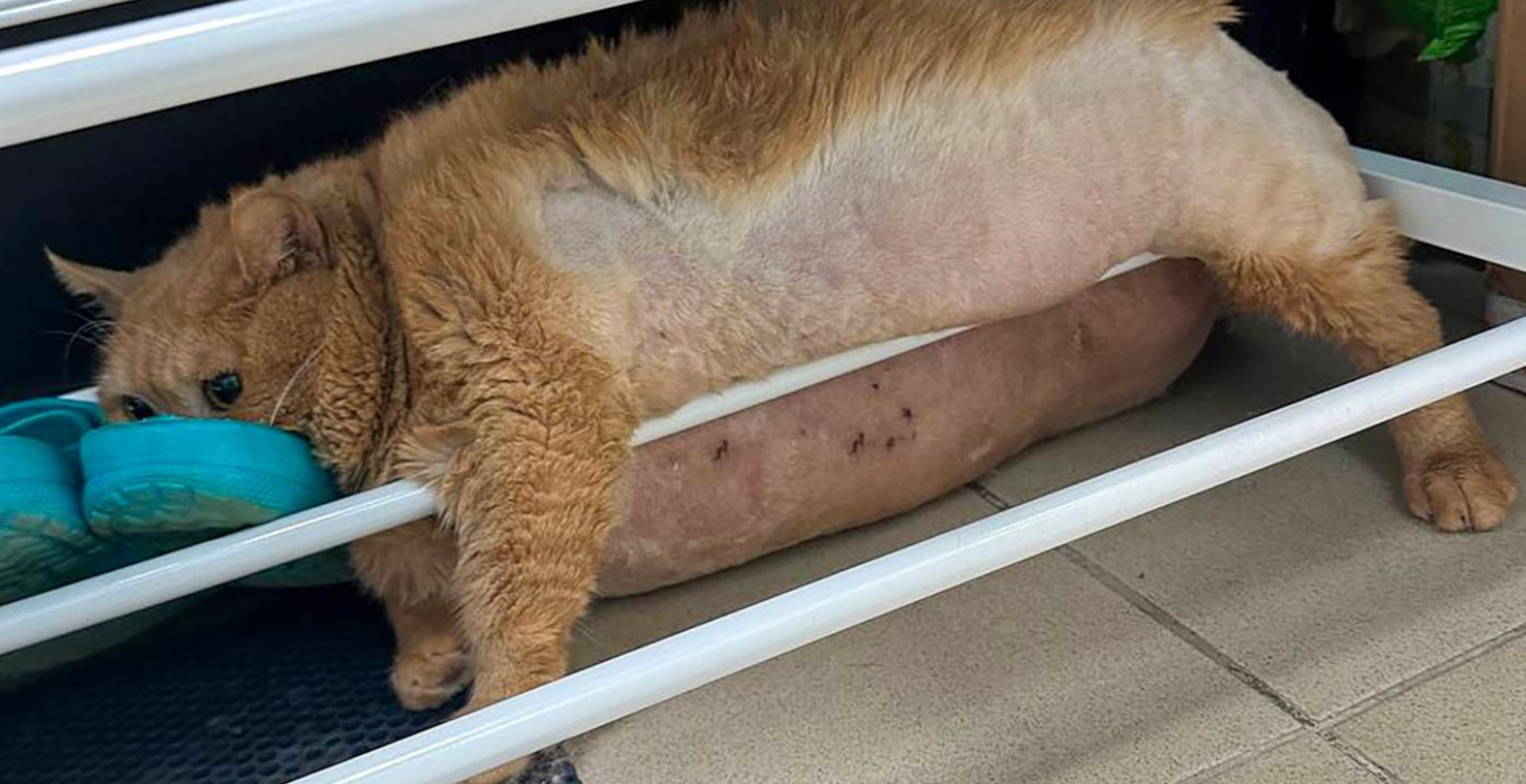 38-Pound Rescue Cat Crumbs Gets Stuck While Trying To Escape Fat Camp