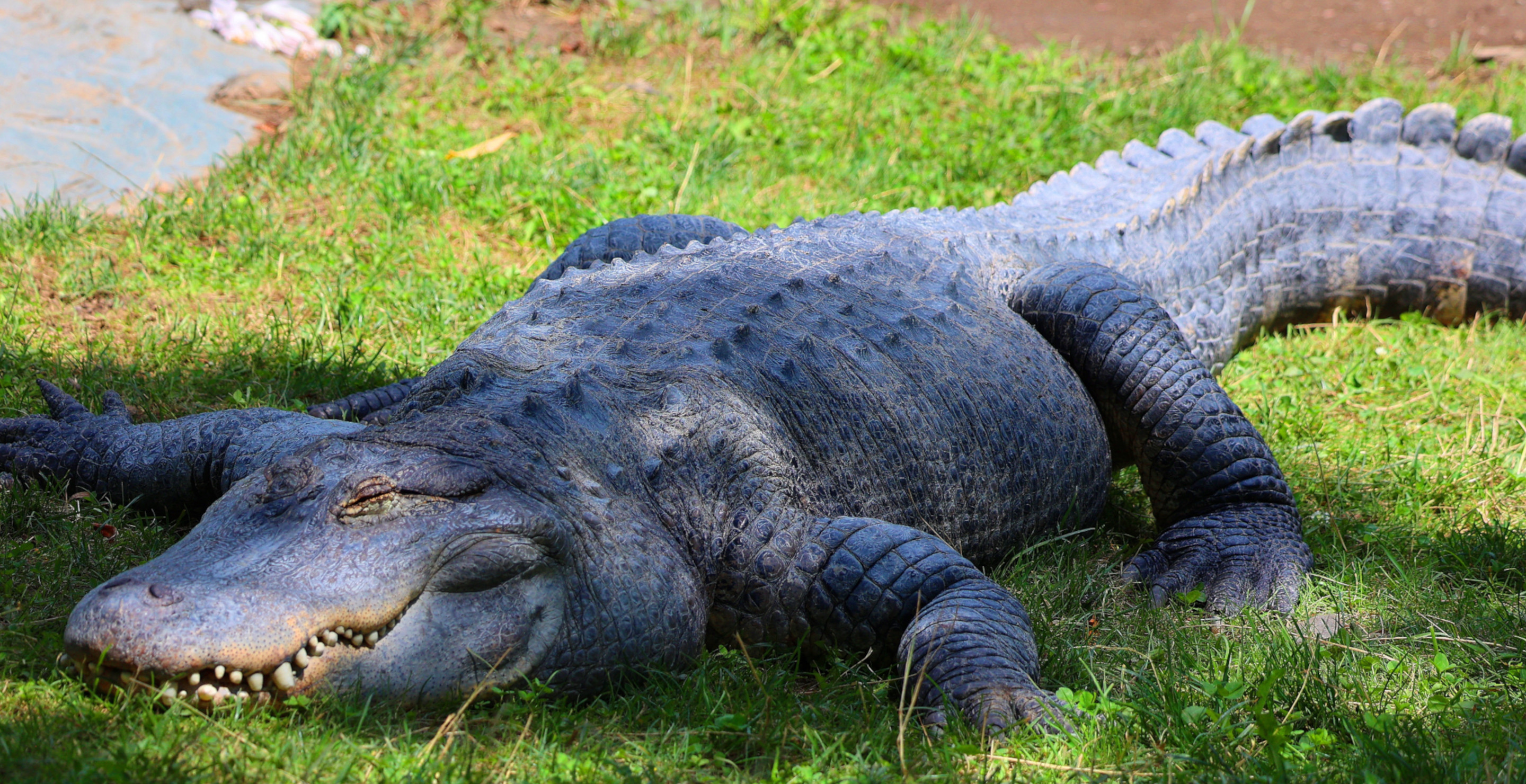 7-Foot Alligator Attacks And Bites 84-Year-Old Woman Walking Her Dog ...