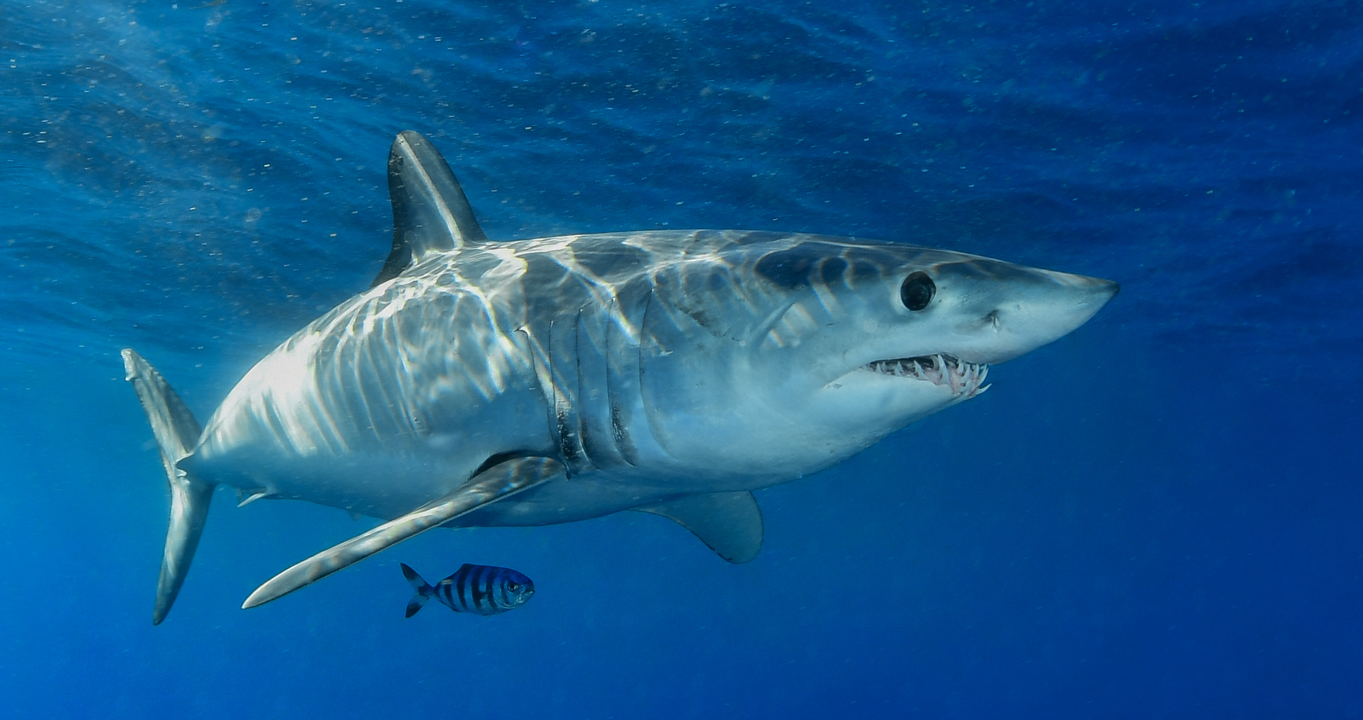 8-foot shark eaten by bigger predator mako shark