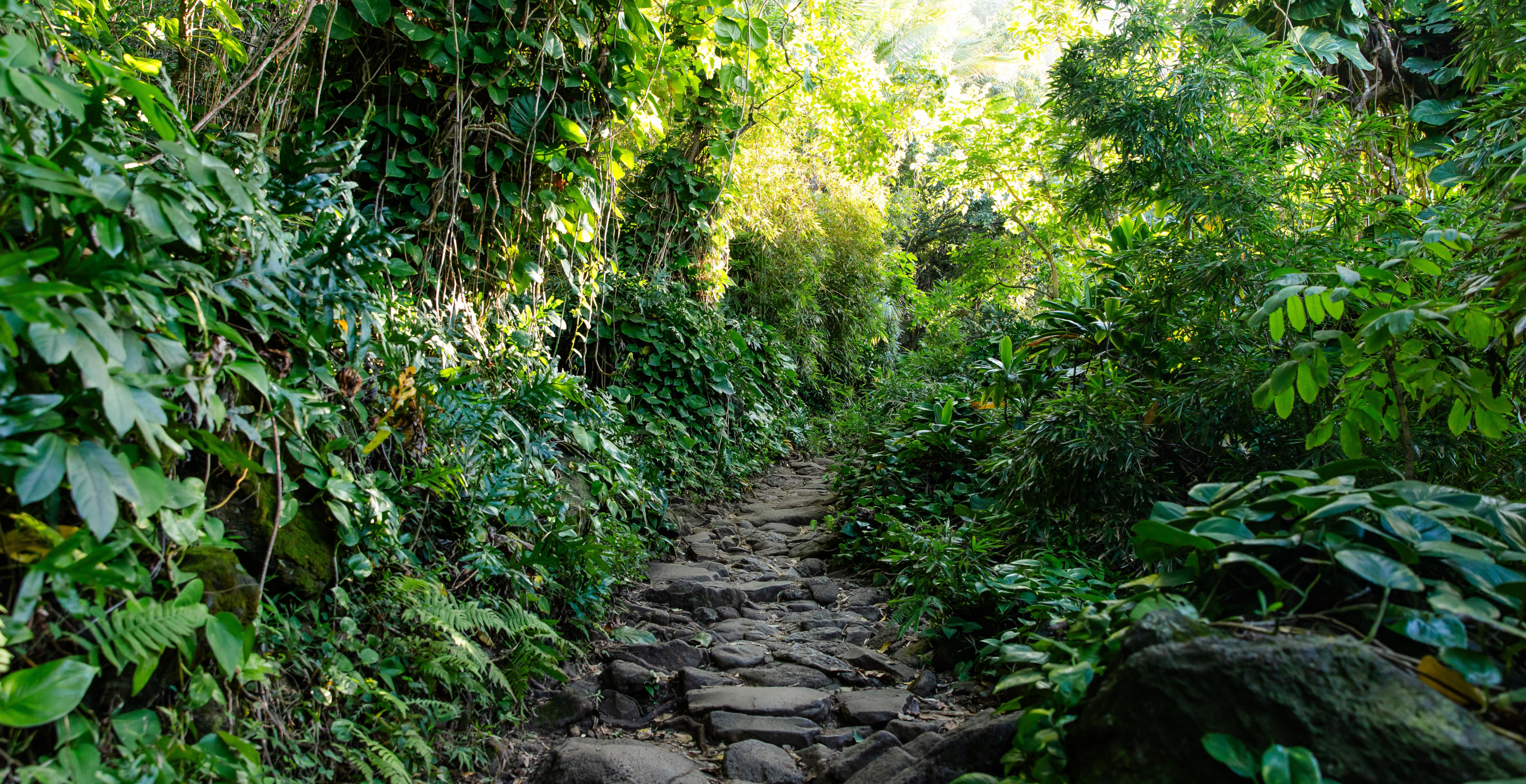 A String Of Sick Hikers Shuts Down Popular Hiking Trail in Hawaii