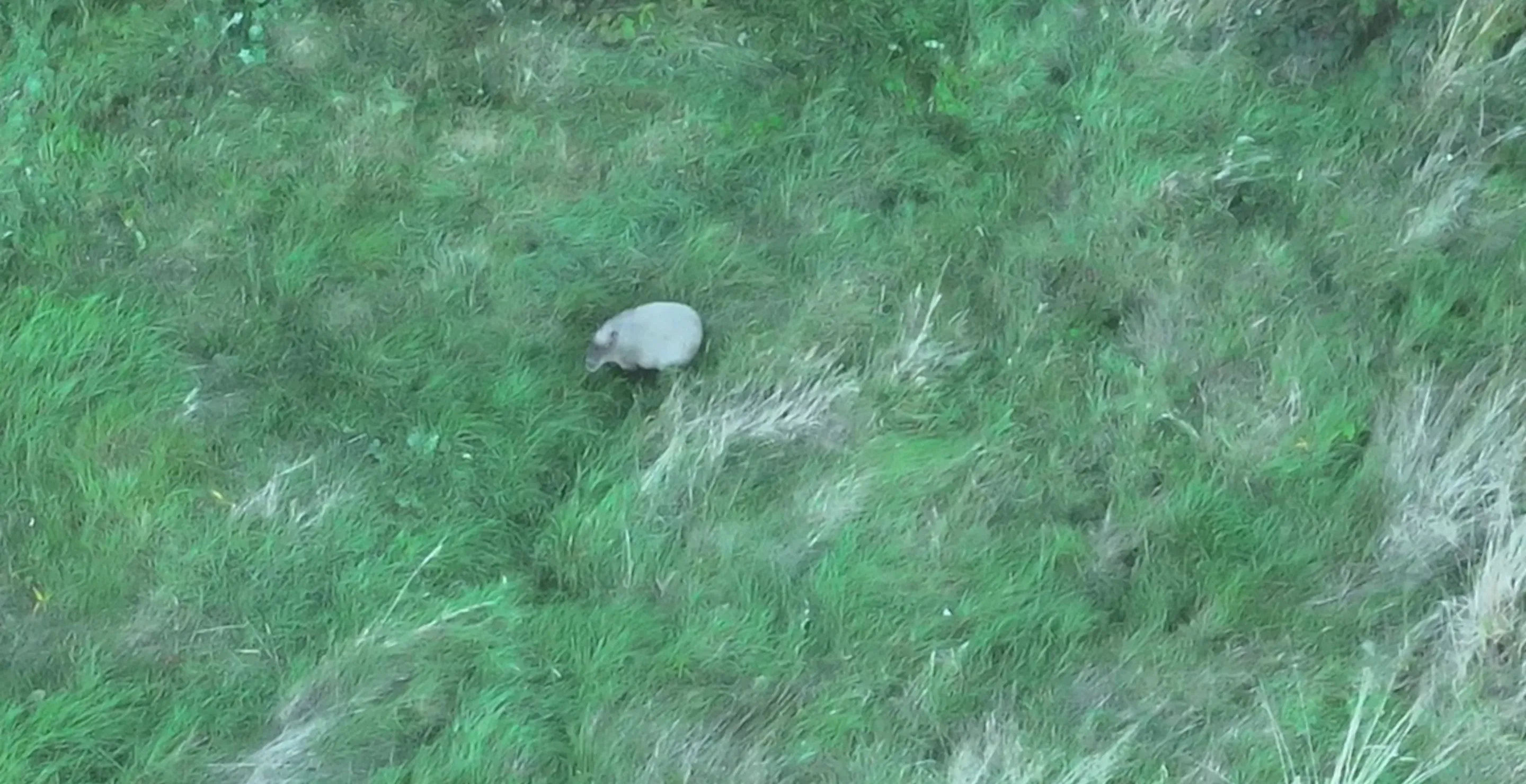 After Escaping From Zoo, Capybara Is Living Her Best Life In Wild