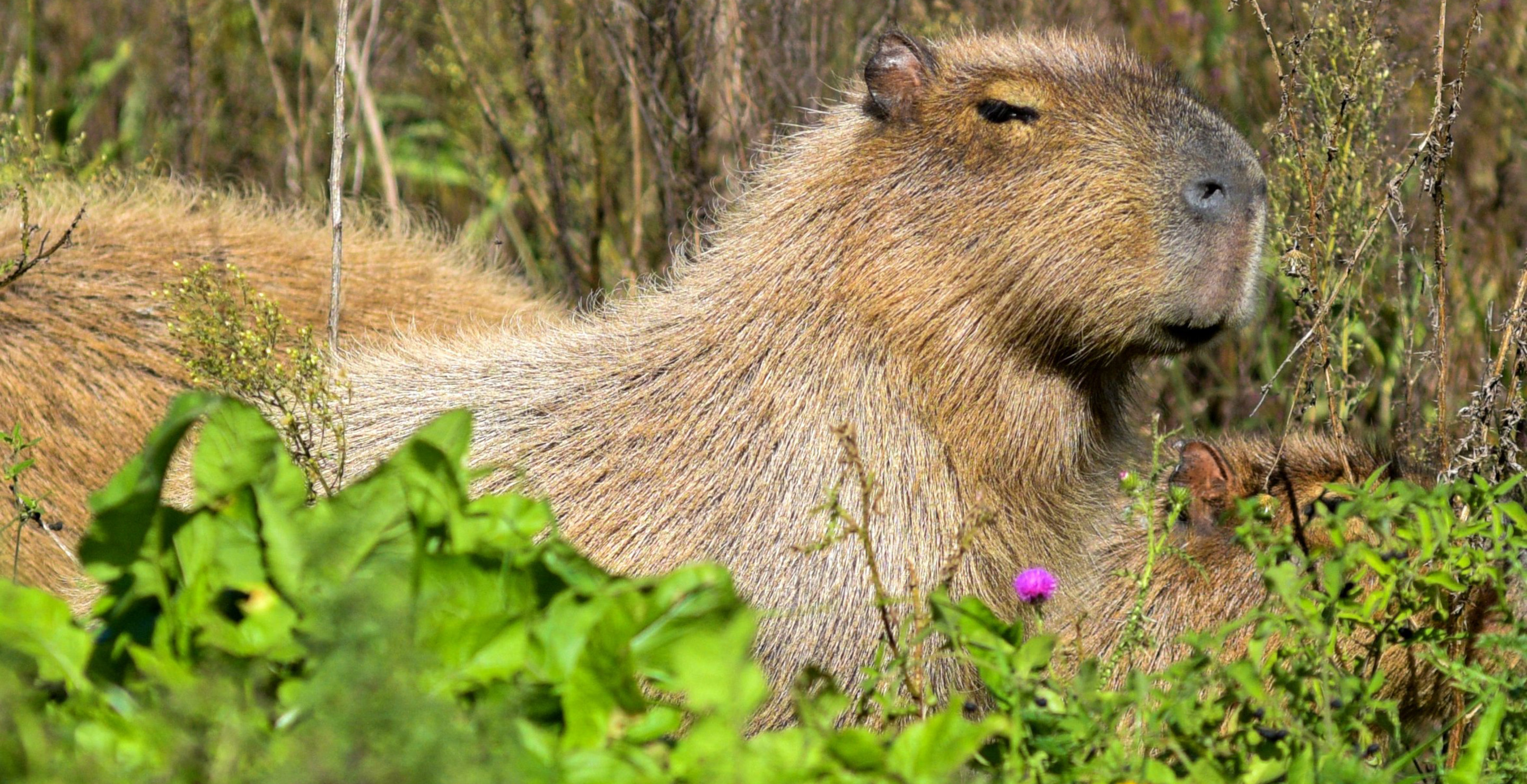 Beloved Capybara, Named Cinnamon, Still Missing Two Days After Escaping From Zoo