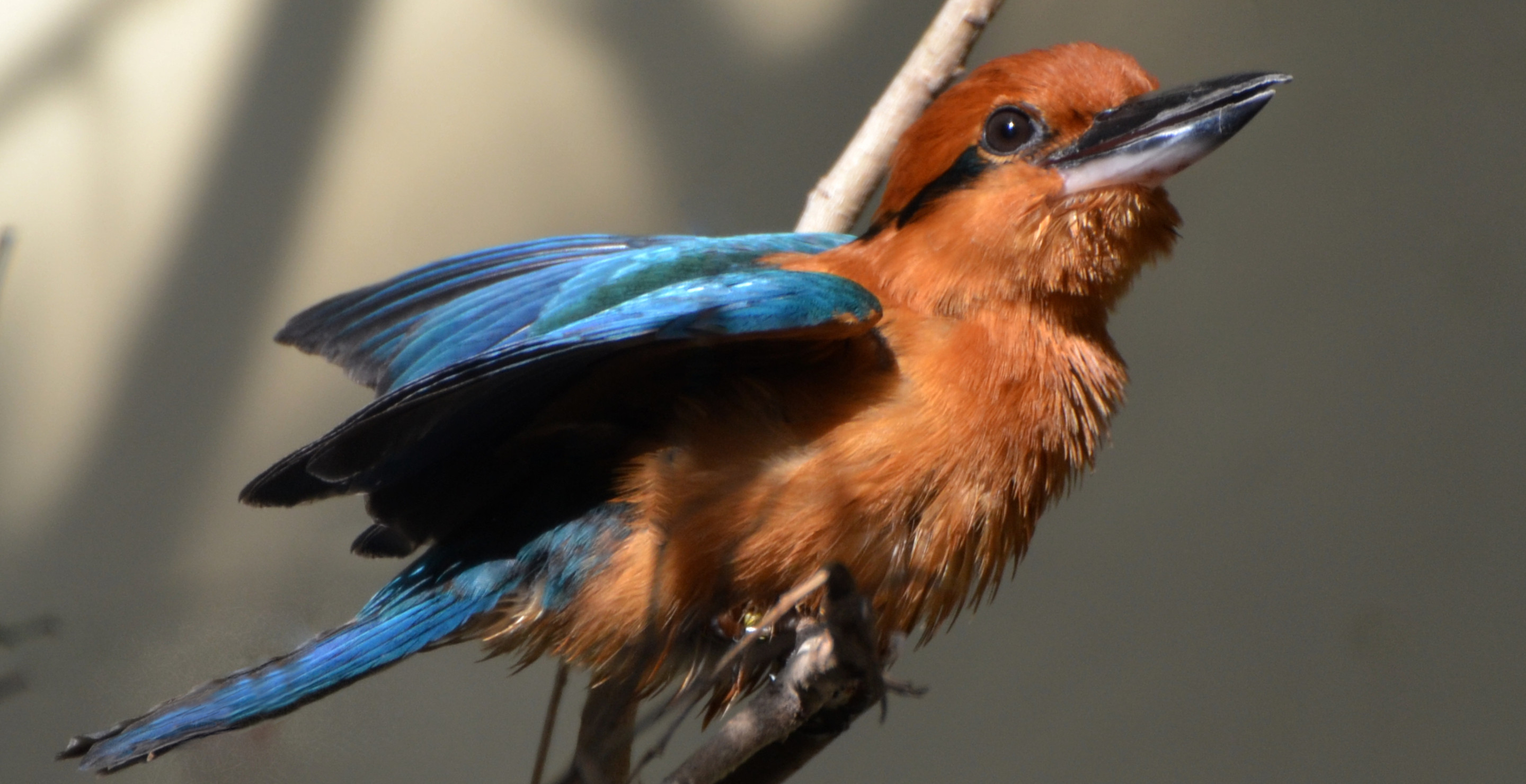 Bird Species, Extinct Outside Captivity, Reintroduced To The Wild For First Time In 40 Years