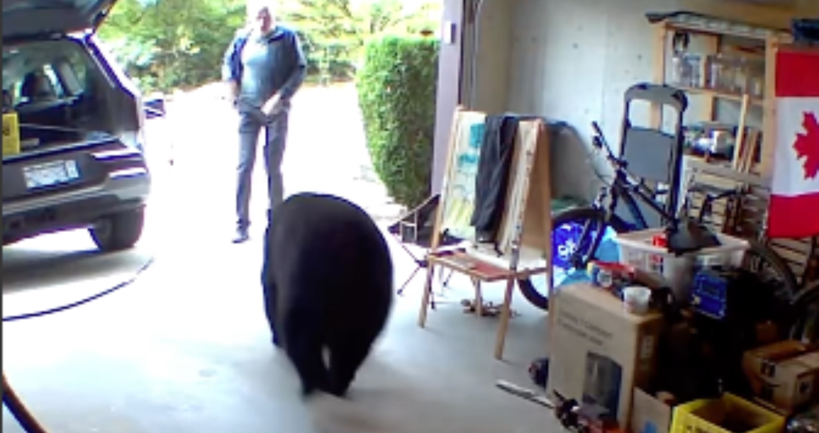 Black bear in garage