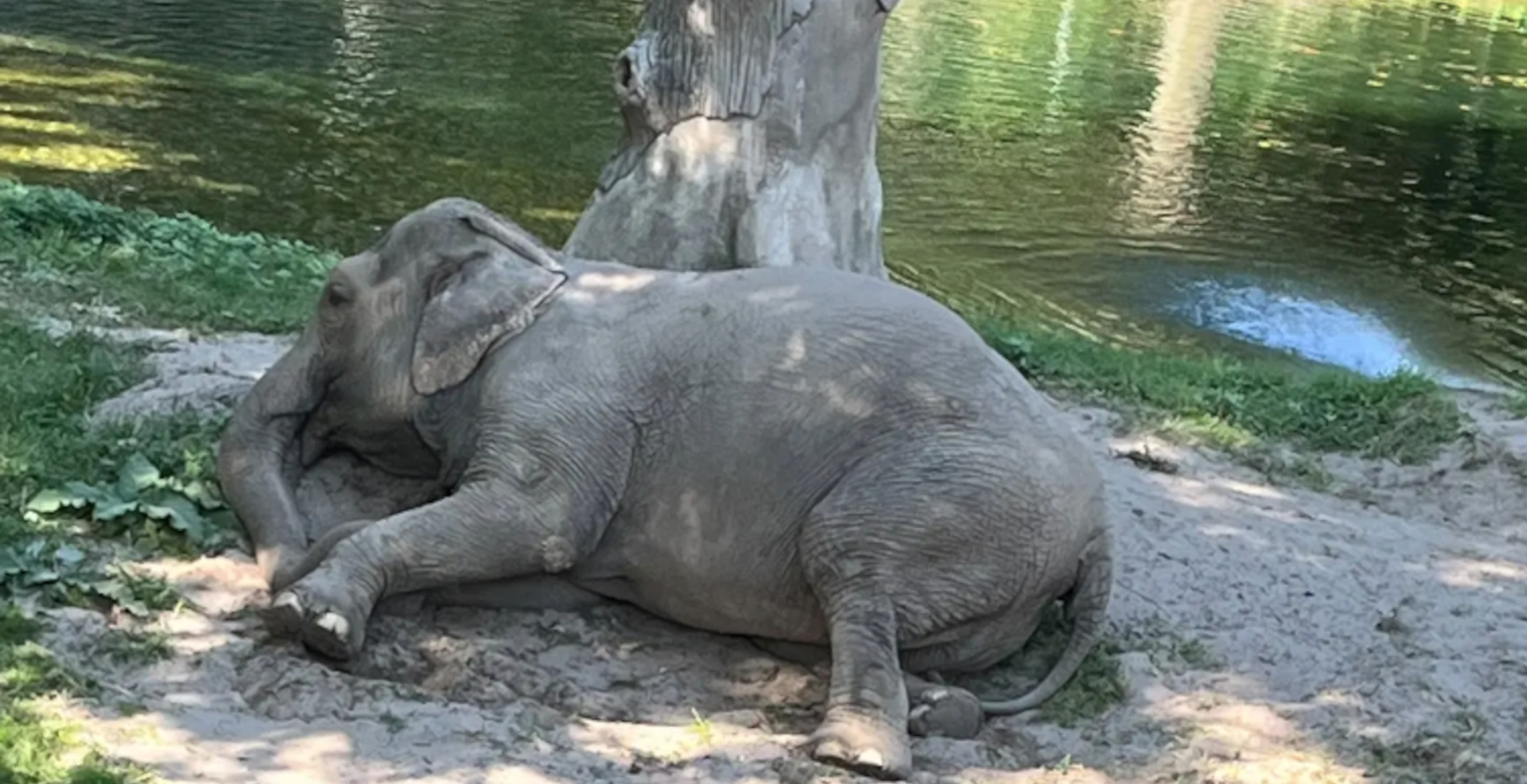 Bronx Zoo Elephant Happy Spotted For First Time In Weeks, Appears Injured According To Activists