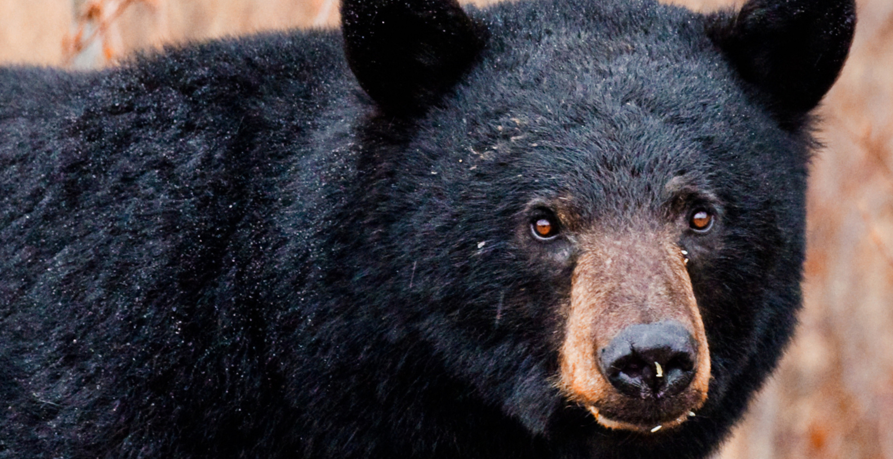 California Man Reveals He Shares His Own With A Black Bear