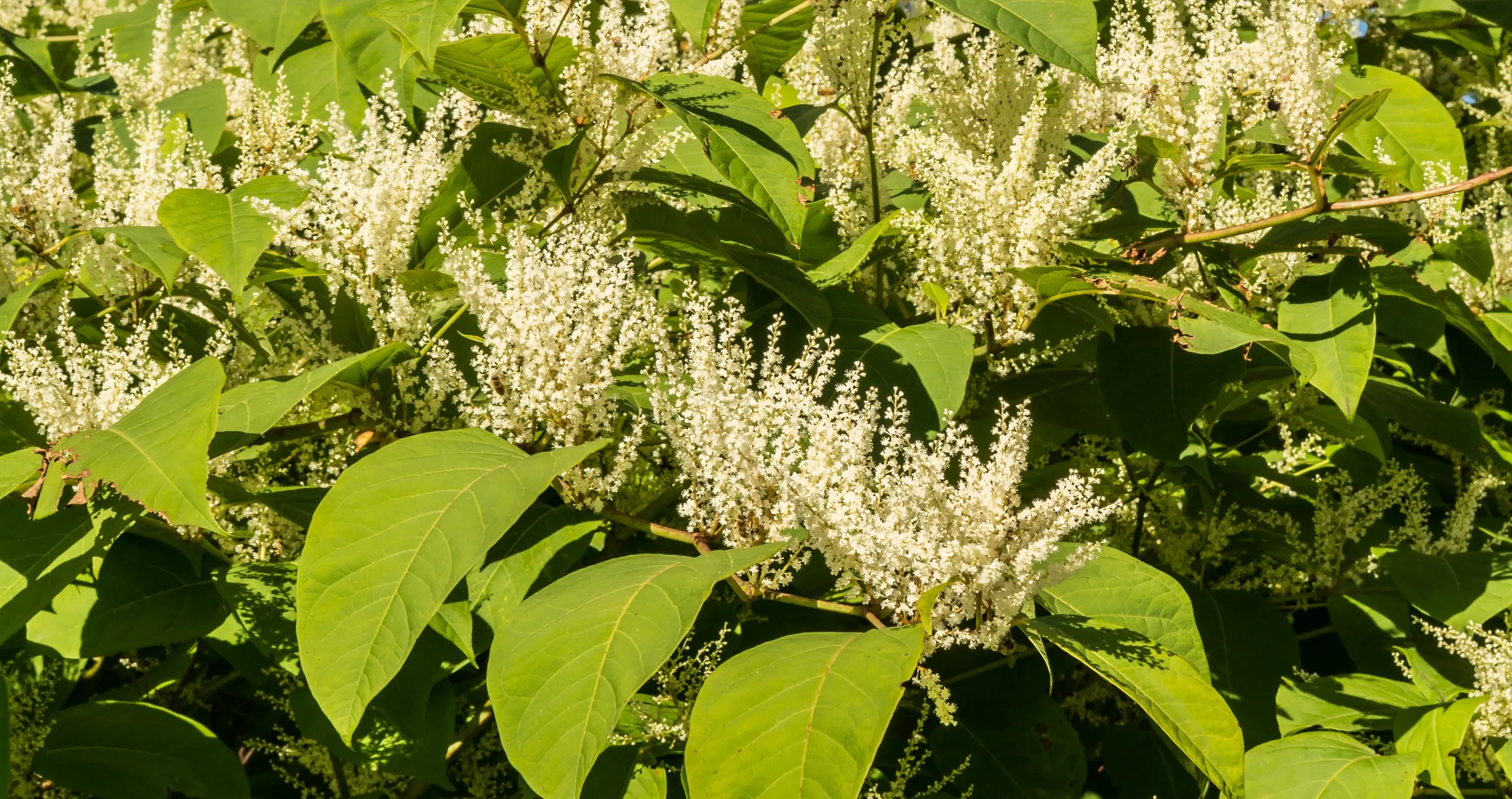 Destroy This Plant Japanese Knotweed