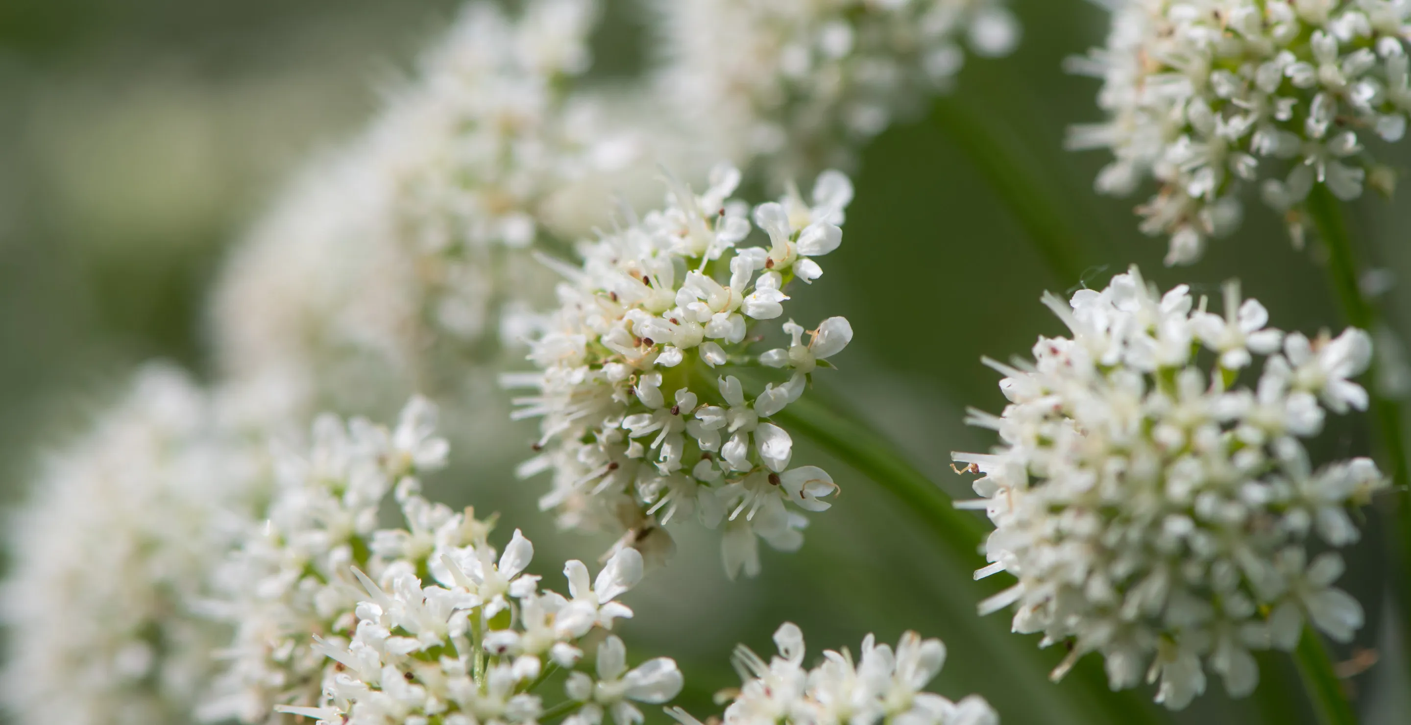 Expert Warns About Harmless Looking But Deadly Beach Plant After Dog Dies