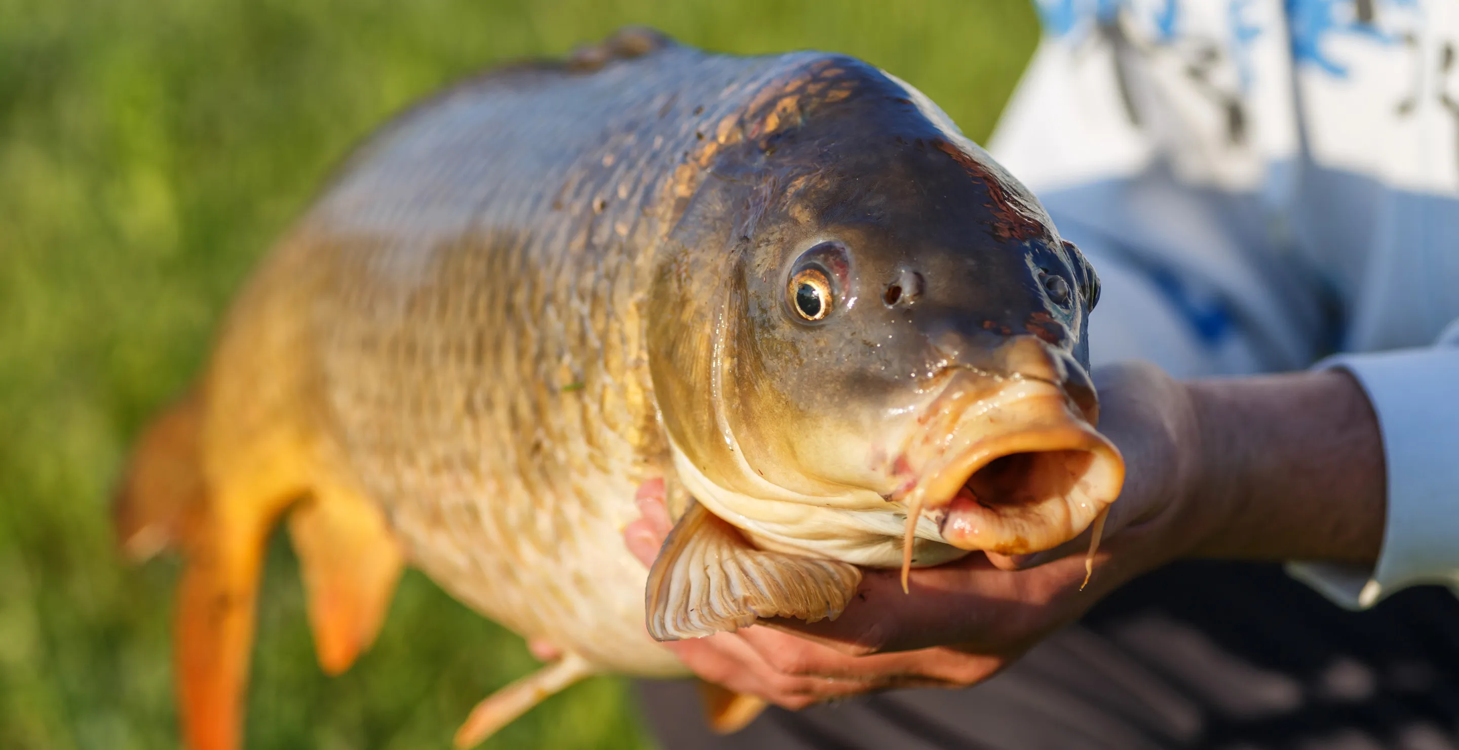 Fisherman Finally Captures Prized Fish After Years Of Trying To Hook It, Ends Up Breaking State Record