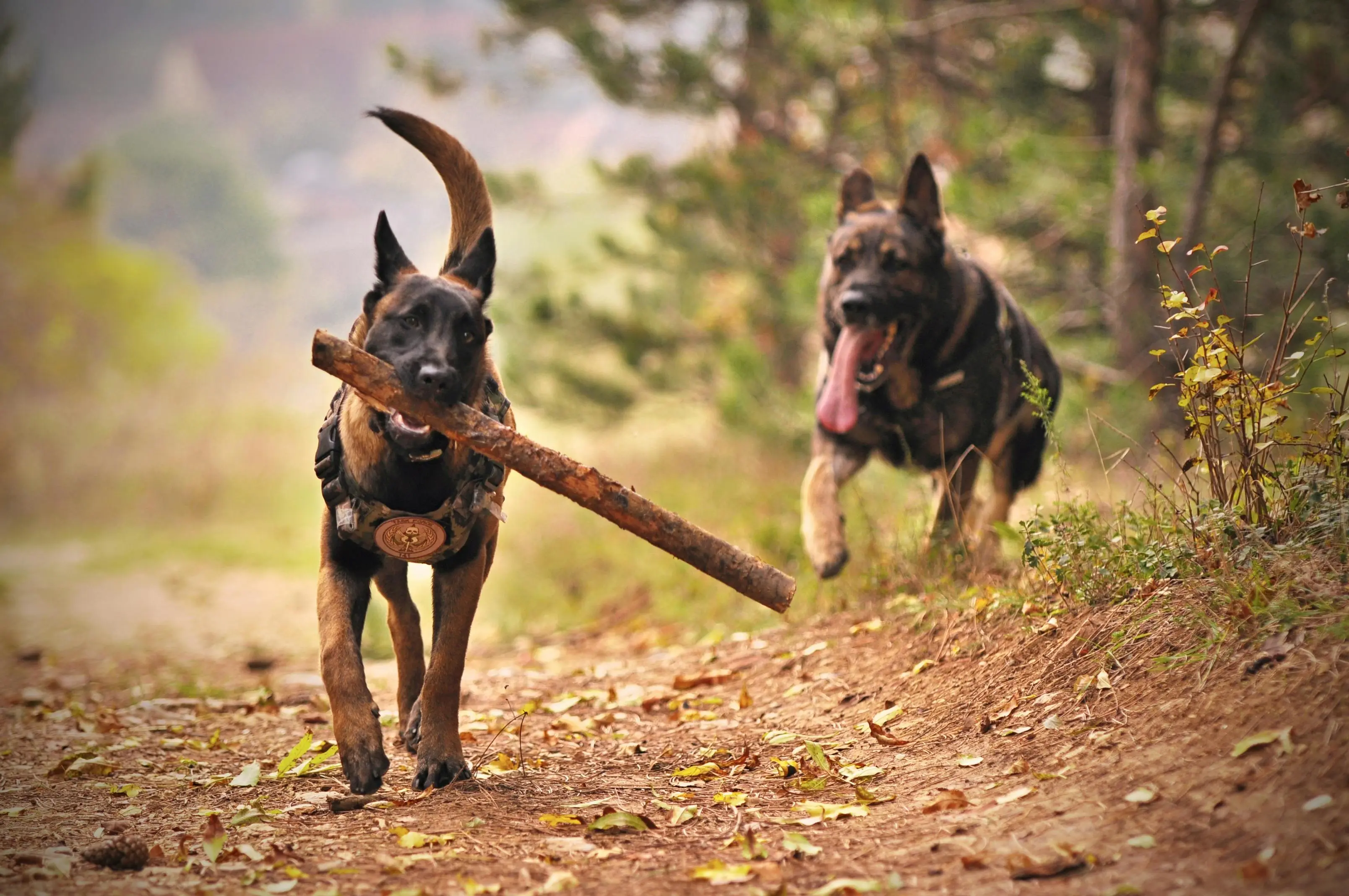 German Shepards Playing