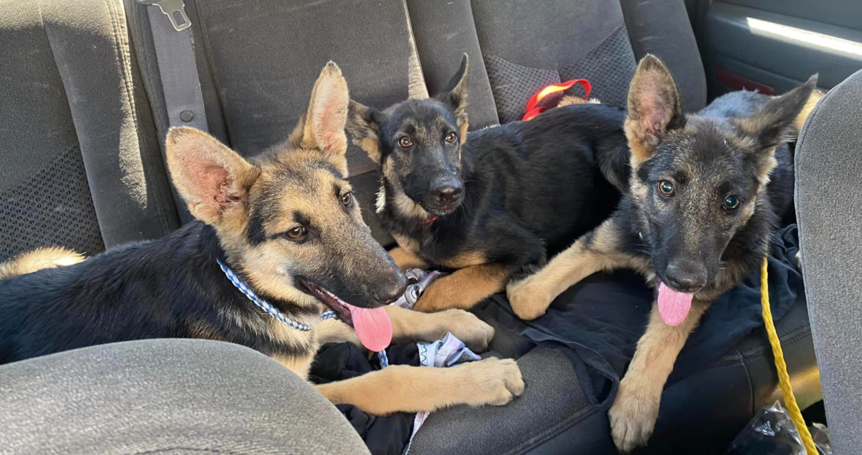 German Shepherd Puppies Rescued