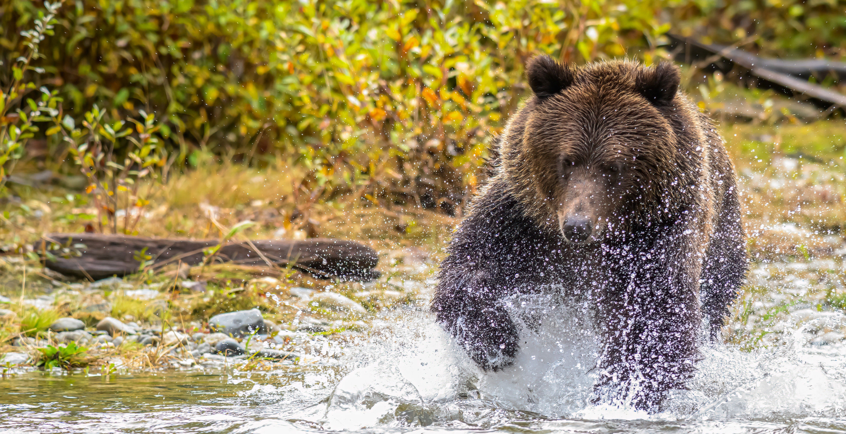 Grizzly Bear Attacks Hunter In Idaho Surprise Encounter