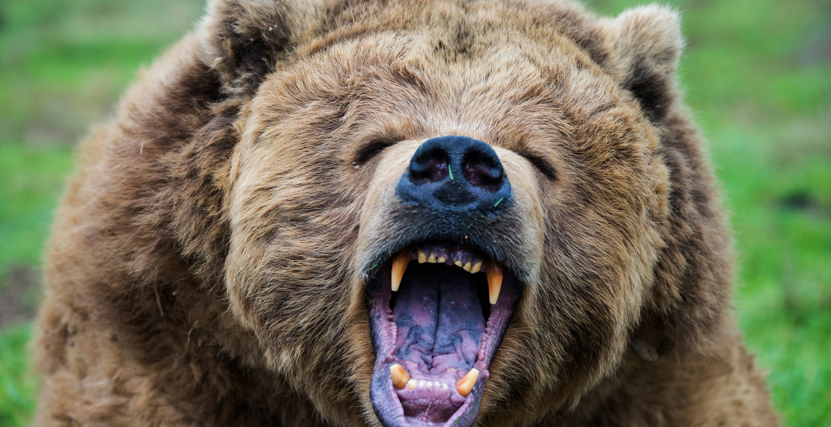 Grizzly Bears Are Super Hungry Right Now As If They Weren't Already Scary Enough