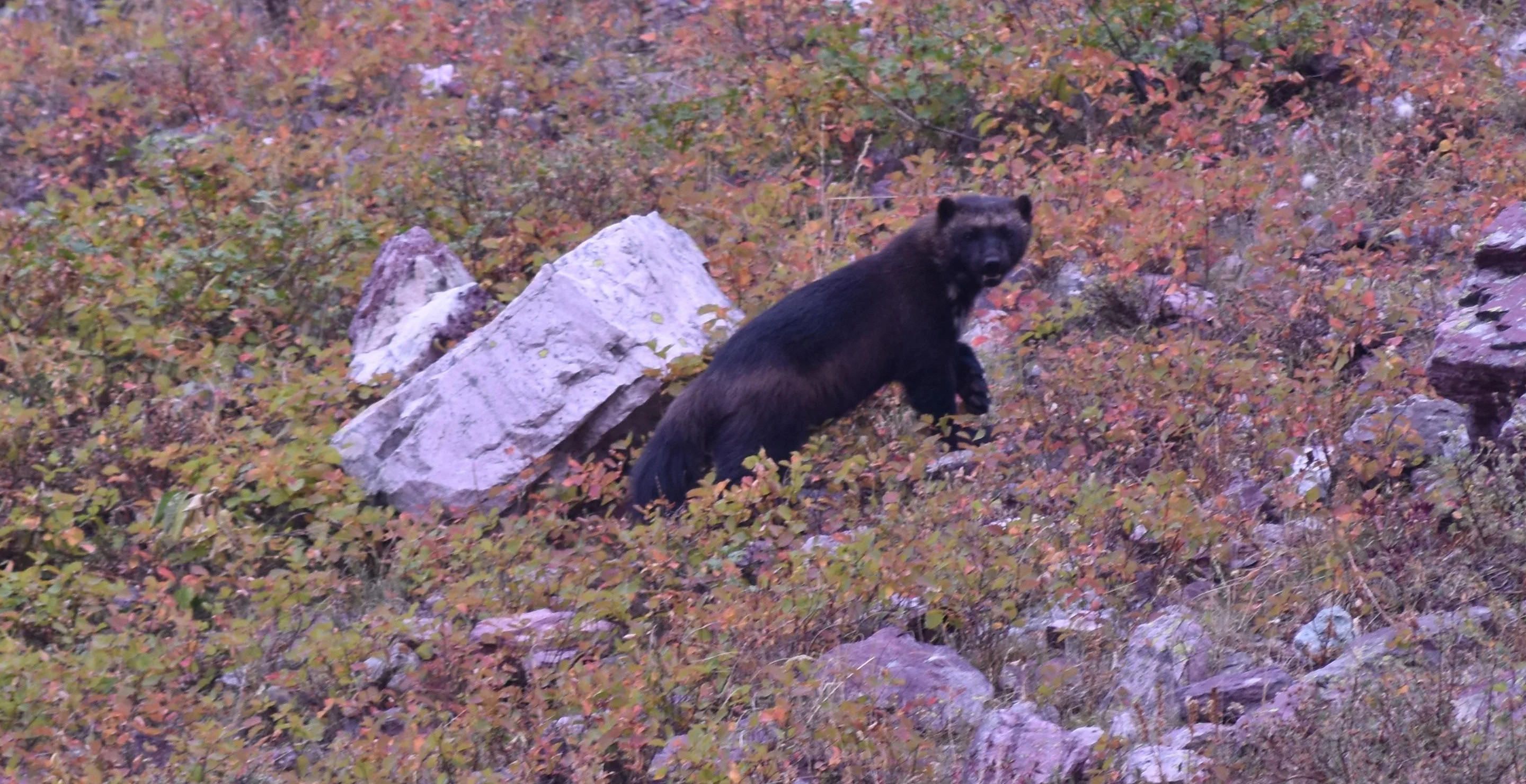 Hiker Shocked By Mystery Animal Running Through Campsite, Turns Out To Be One Of Rarest Animals In North America