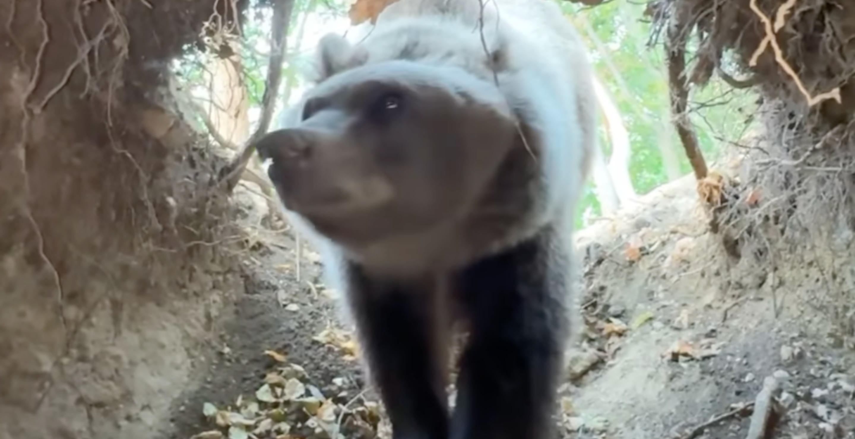 Influencer Decides To Film Himself Climbing Into Bear Den As It Returns Home