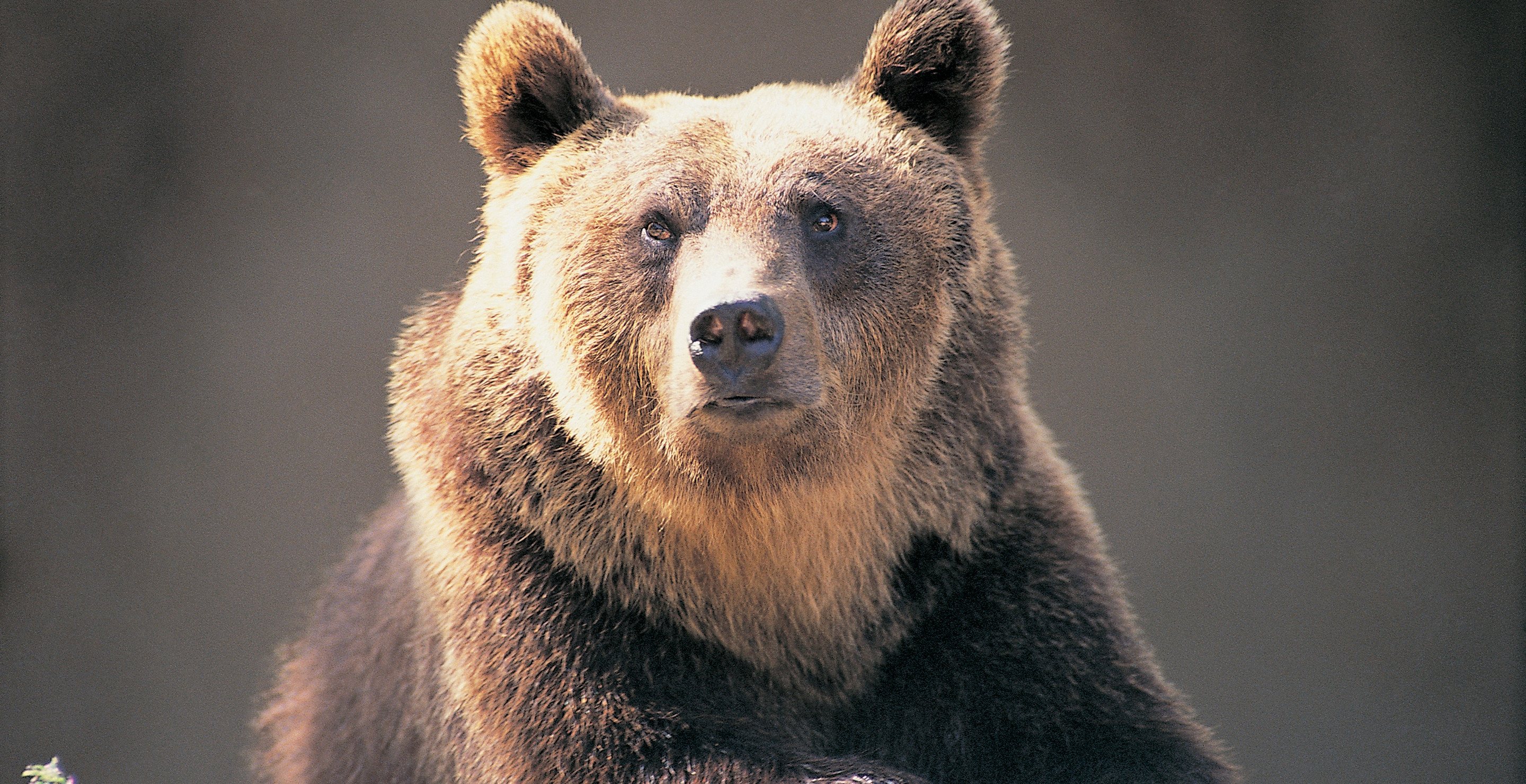 Man Hikes Over An Hour To Rescue Helicopter After Getting Mauled By A Bear