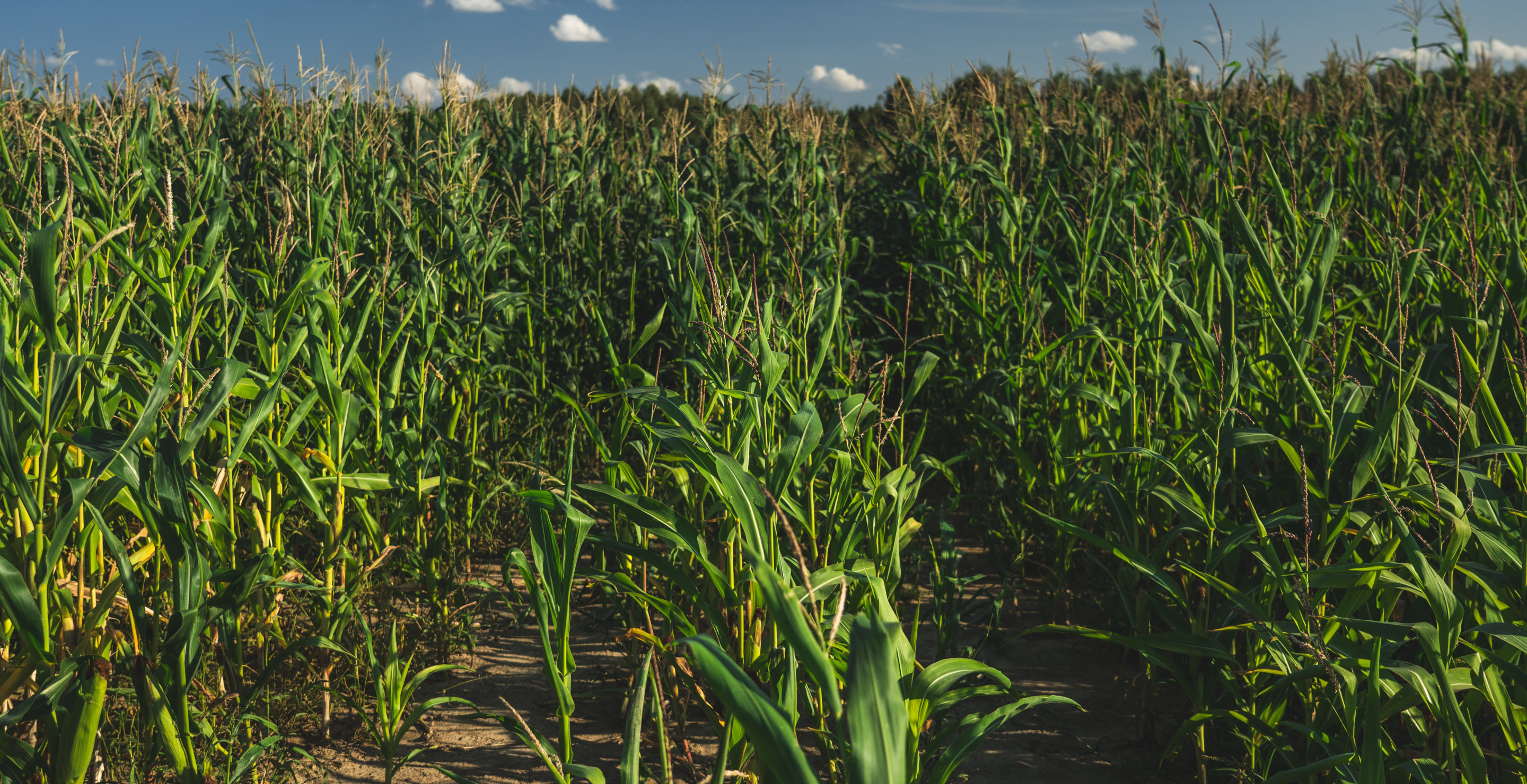 Missing 3-Year-Old Found Inside Of A Massive Cornfield The Size Of 100 Football Fields