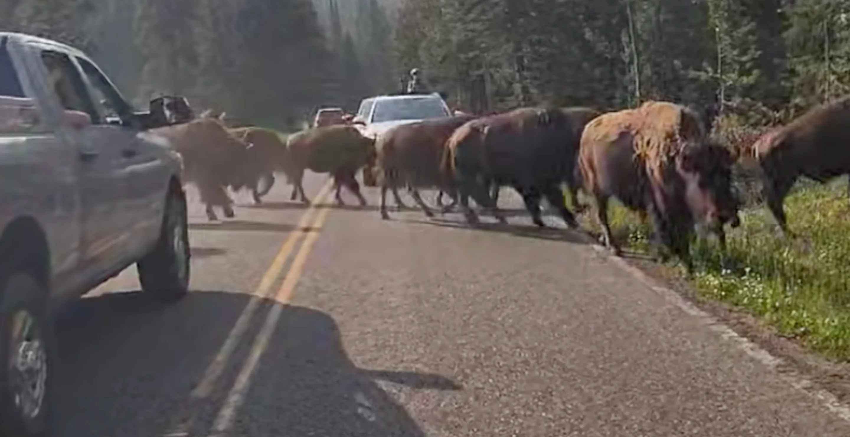 Motorcyclists Get Surrounded By Herd Of Bison At Yellowstone In Terrifying Moment