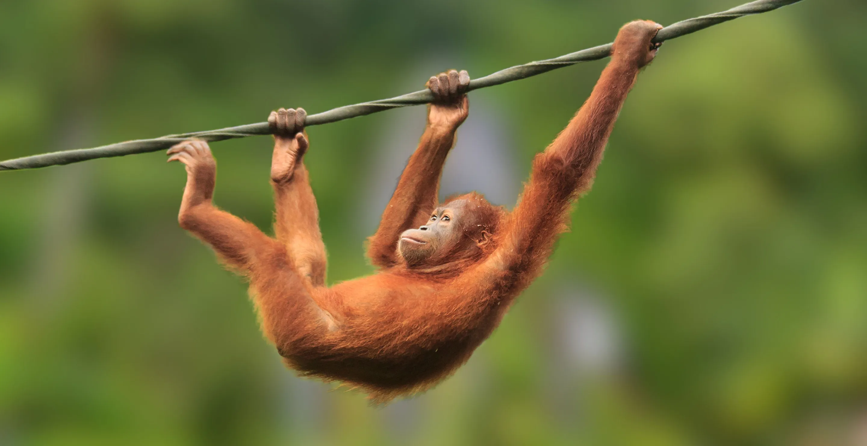 Orangutan Escaped Toronto Zoo With Impressive Acrobats Stunt