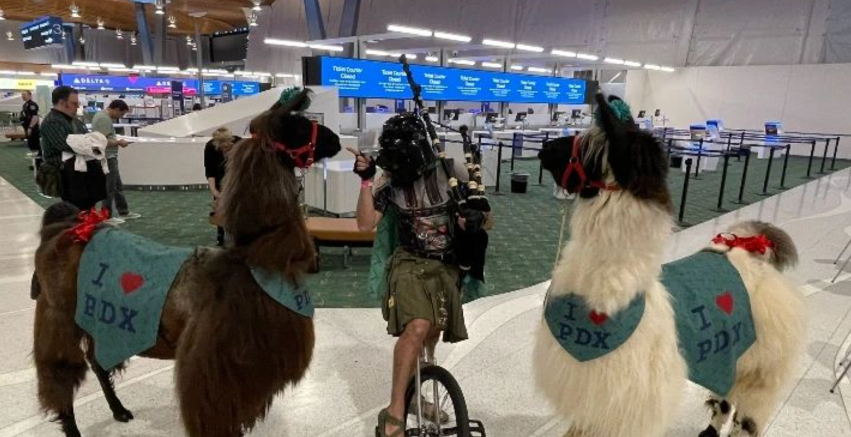 Oregon Airport Begins Offering Emotional Support Lamas To Travelers