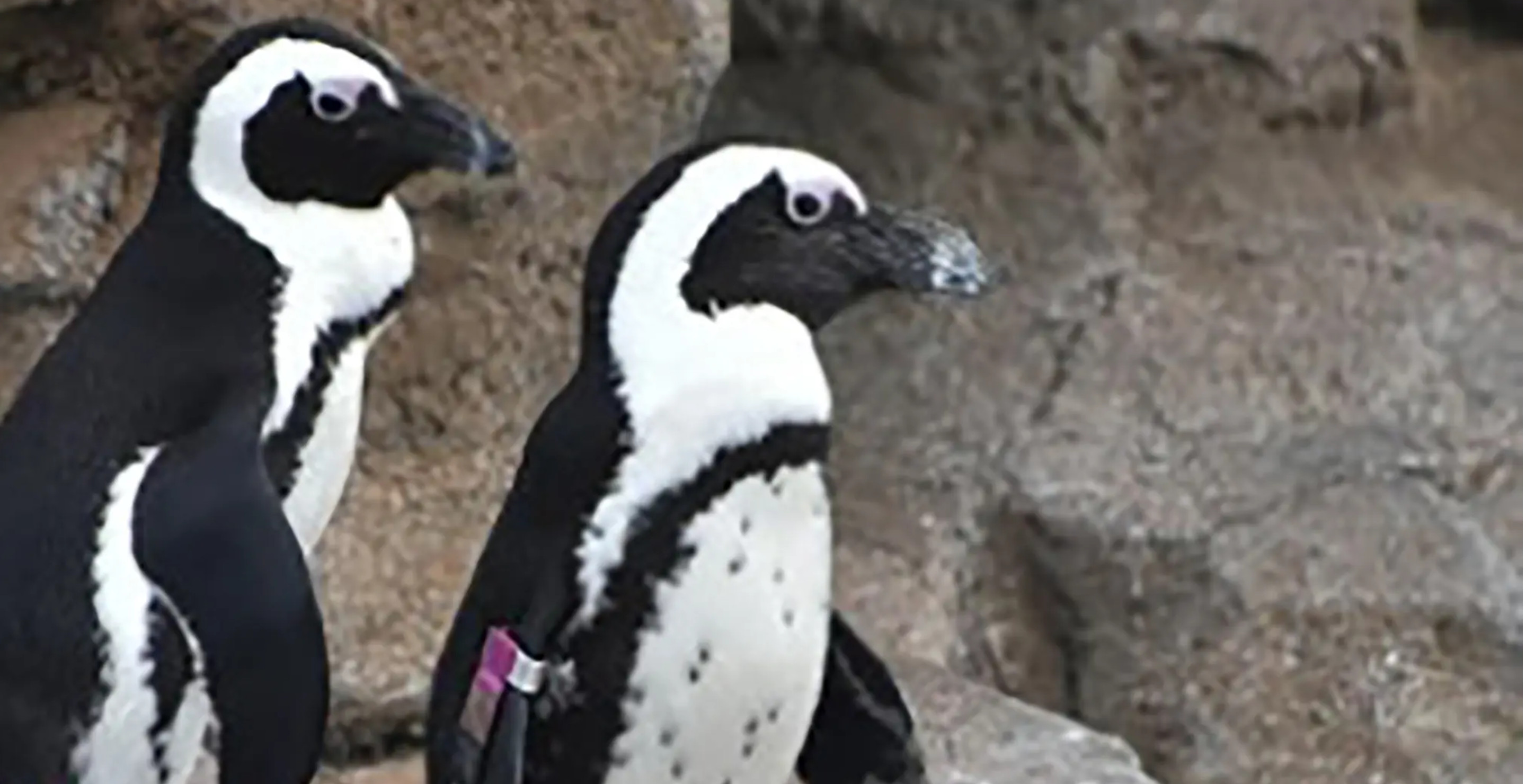 Penguin, Known For Having 230 Descendants, Has Died At Maryland Zoo