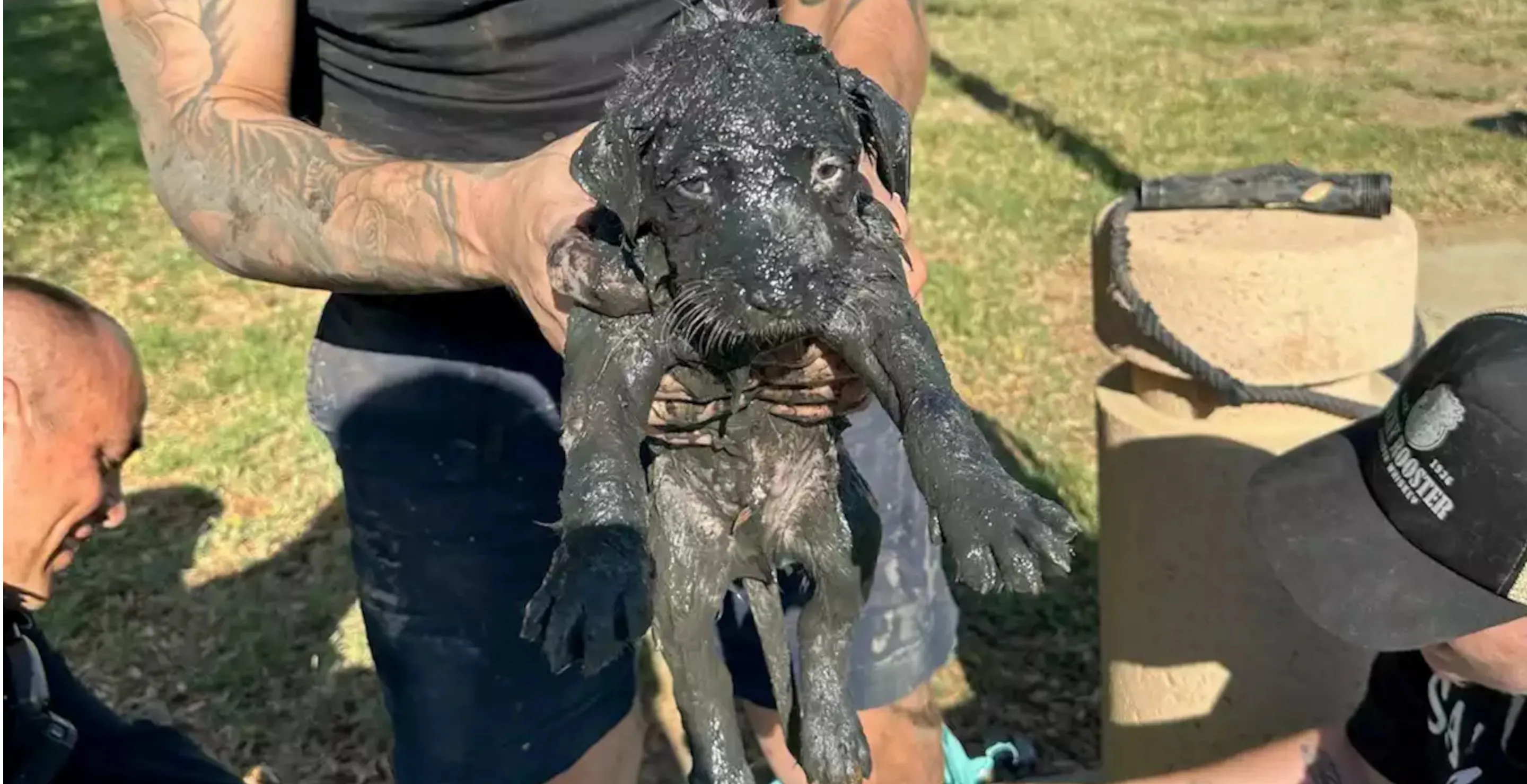 Rescue Dog Makes Dramatic Transformation After Getting Rescued From Sewage Drain