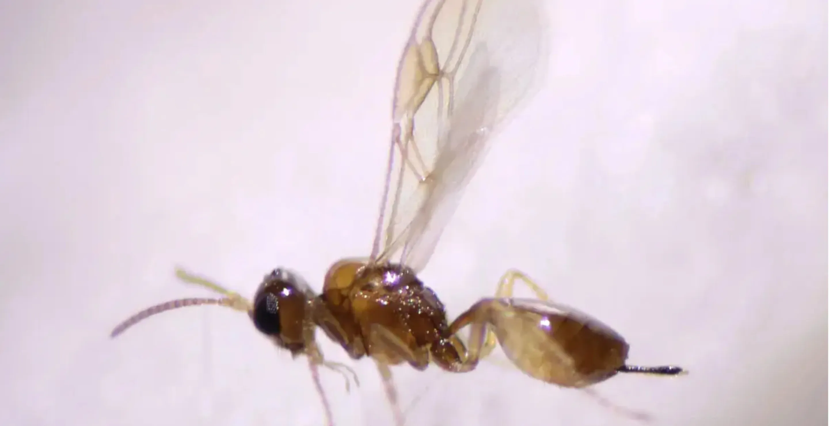 Researchers Discover New Species Of Wasps, And It's Horrific