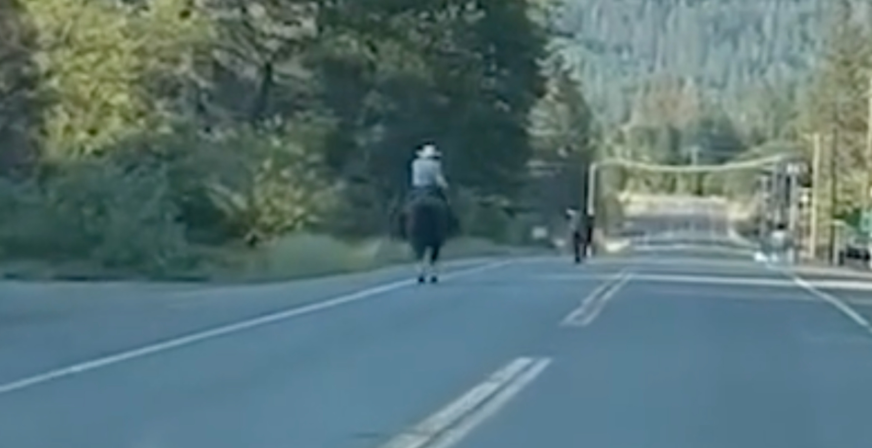 Runaway Bull Leads Massachusetts Police On Tense Highway Chase