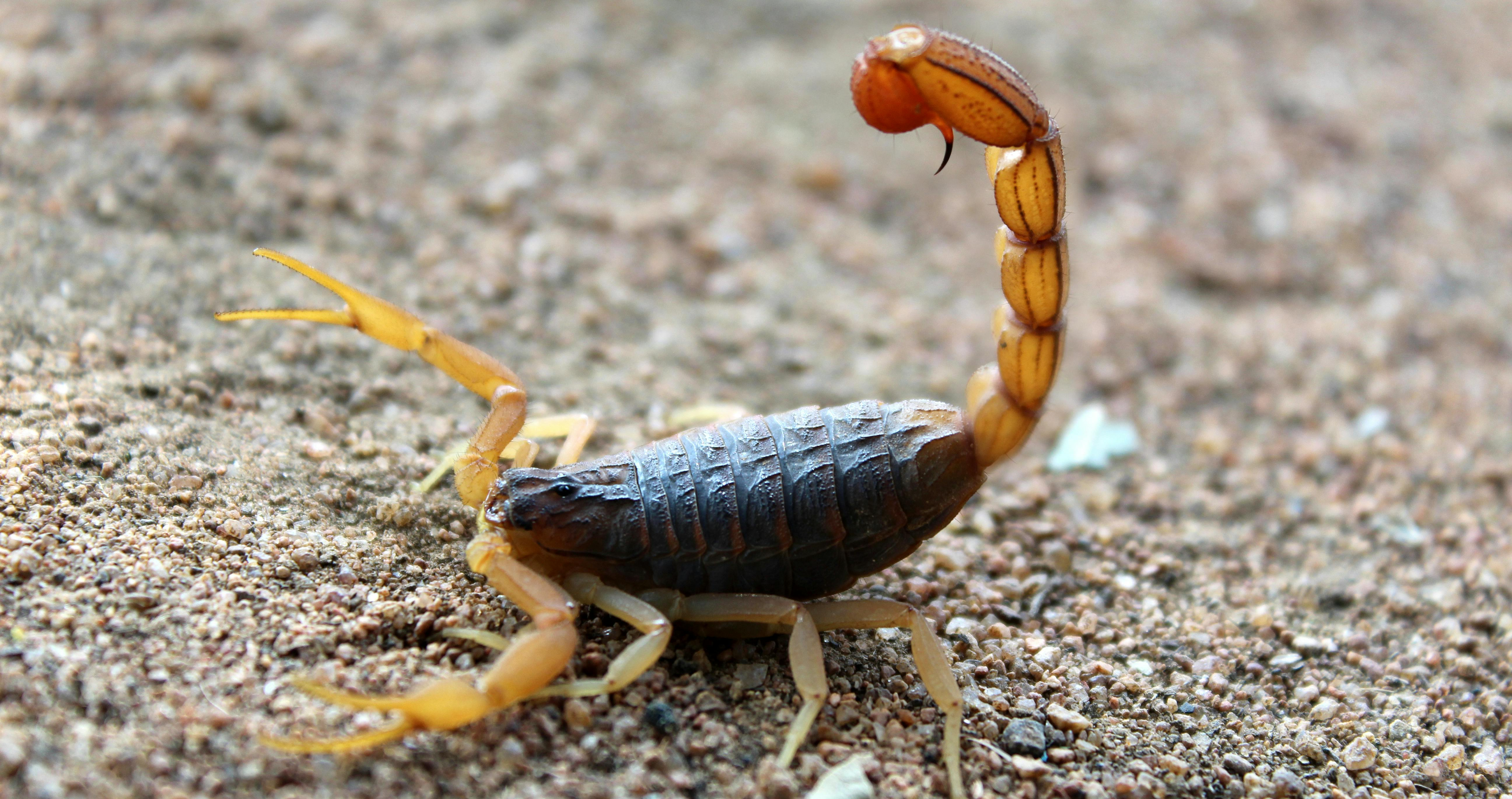 Scorpion stung man on his private parts