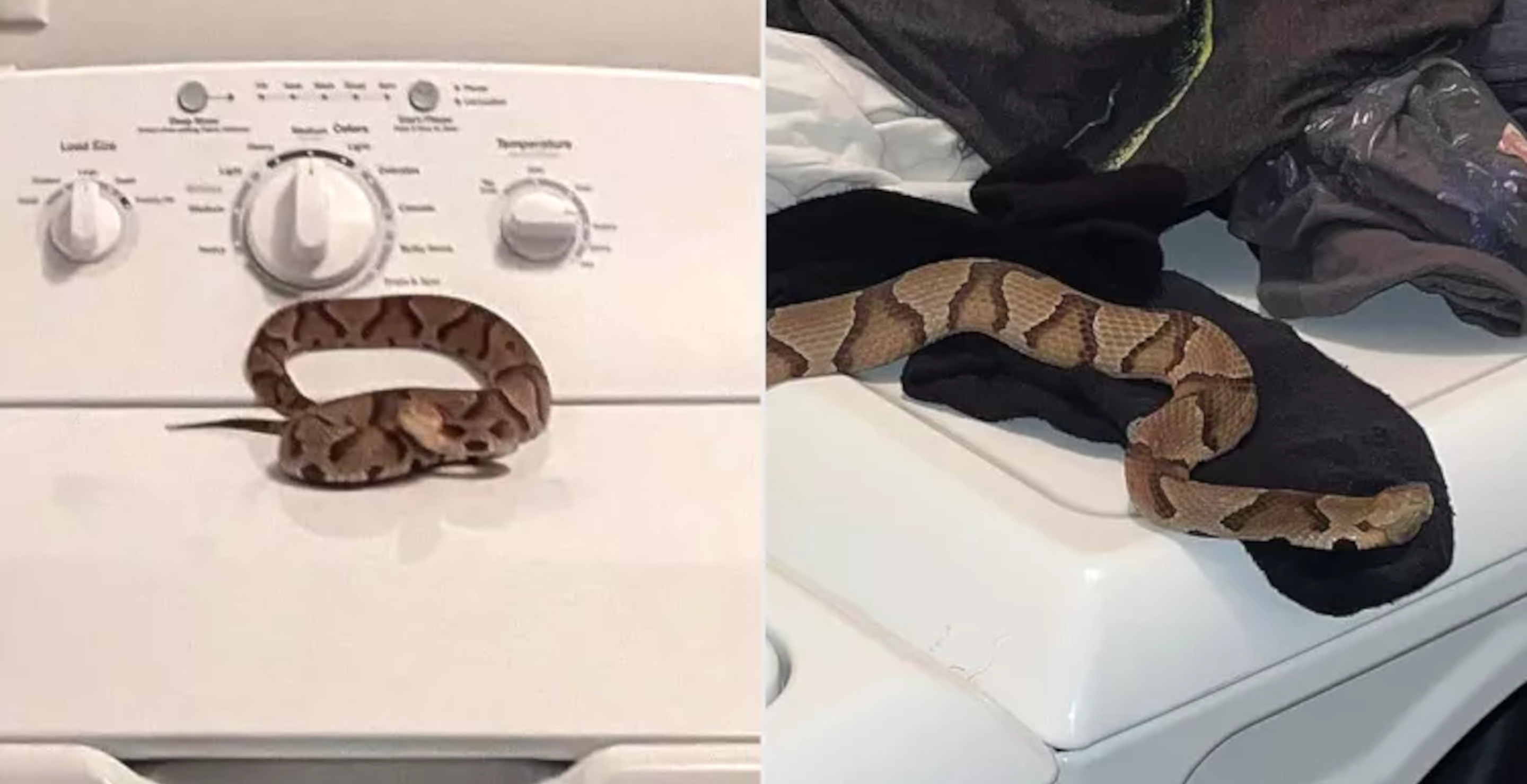 Startled Man Find Venomous Copperhead In Washing Machine, Barely Avoids Getting Bit