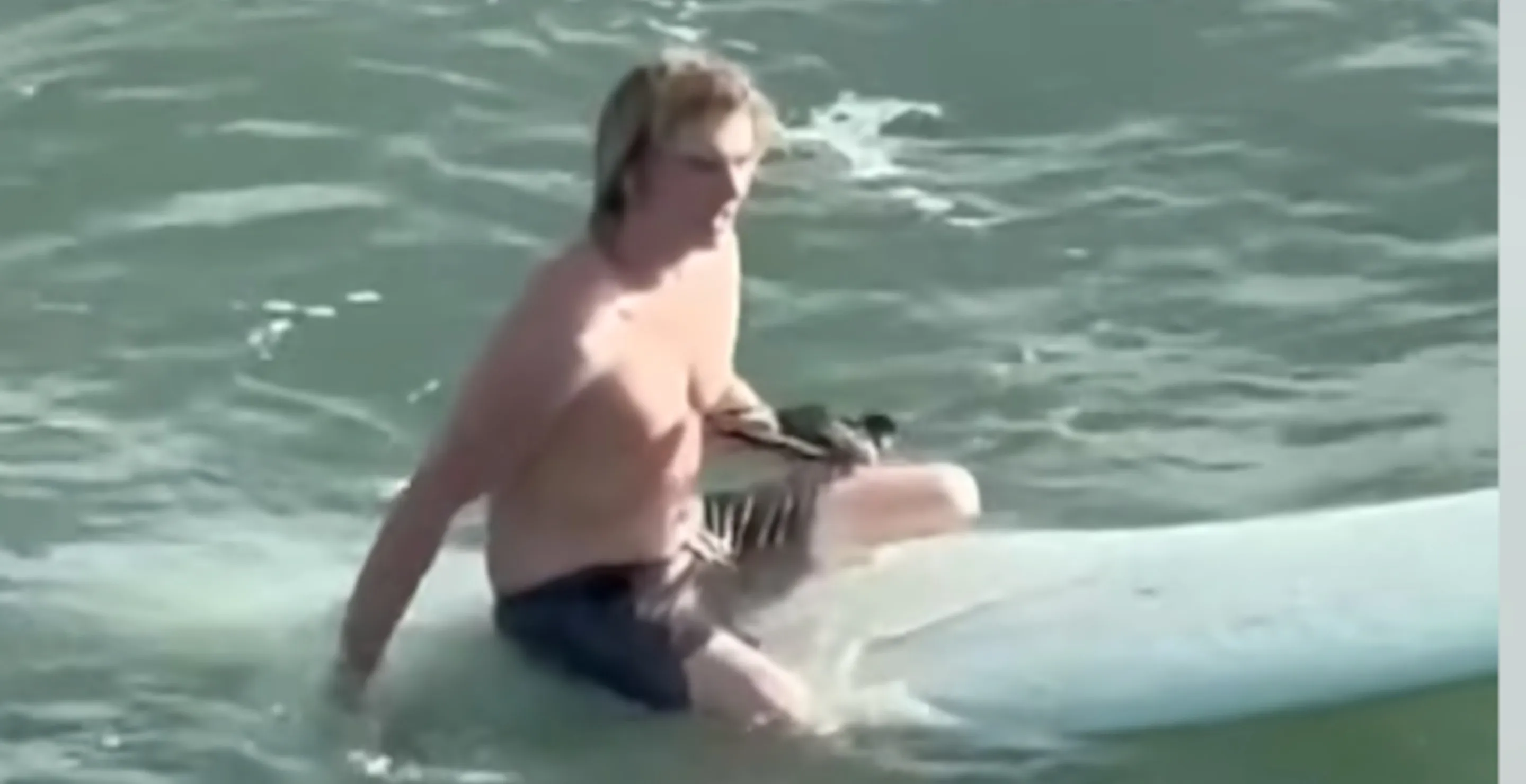 Surfer-Comes-To-The-Aid-Of-Drowning-Bird-Saving-It-From-Waves