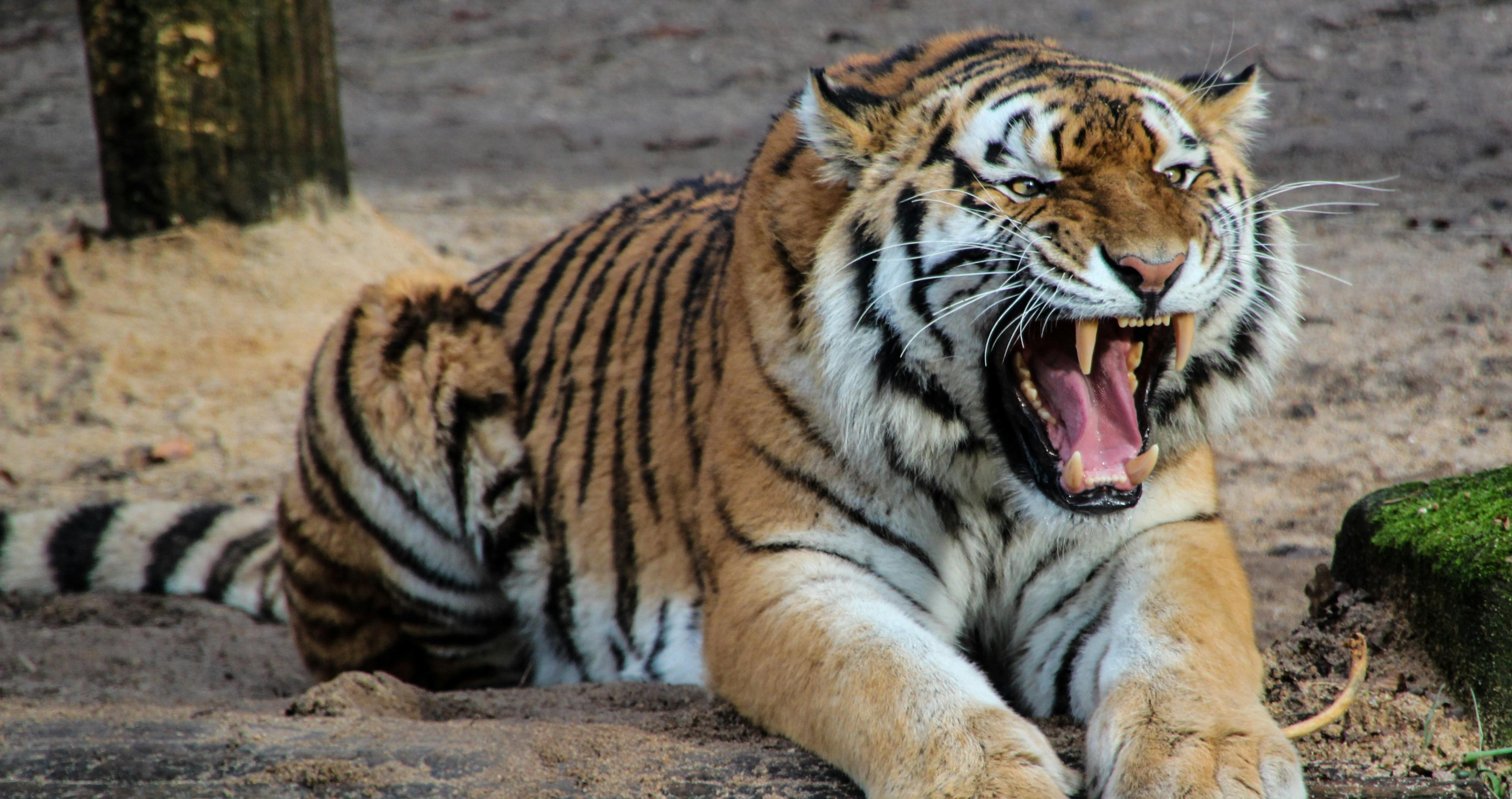 Tiger Mauls Handler