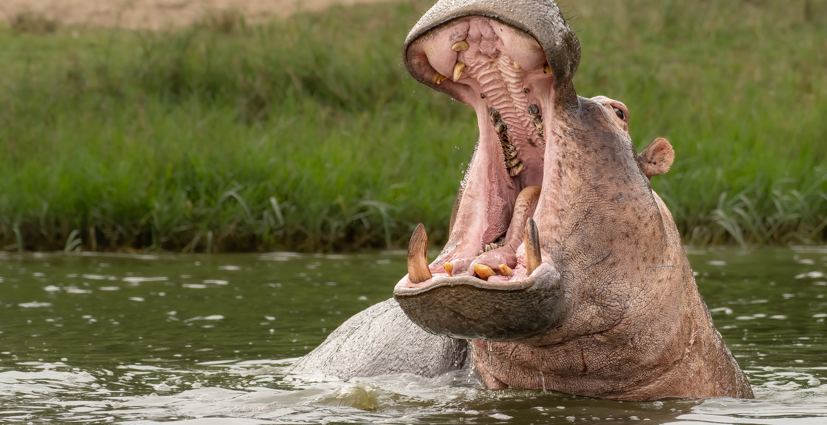 Tourist Opens Up About The Horrifying Moment A Hippo "Grabbed" It In His Jaws