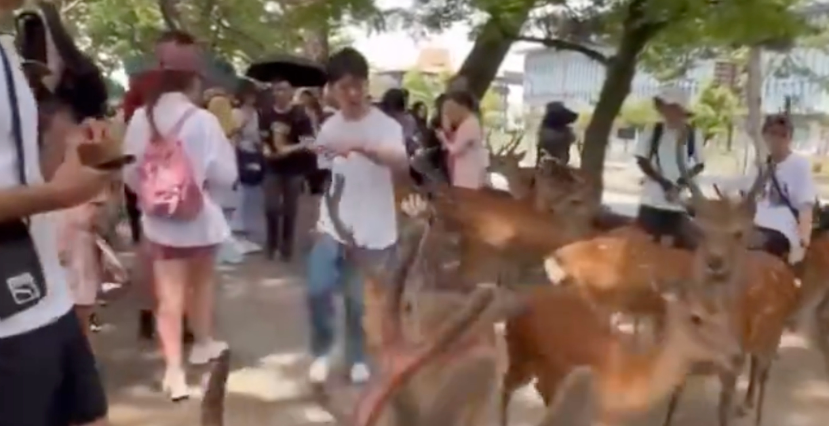 Viral Video Of Man Kicking A Deer In Japan Sparks Public Outrage