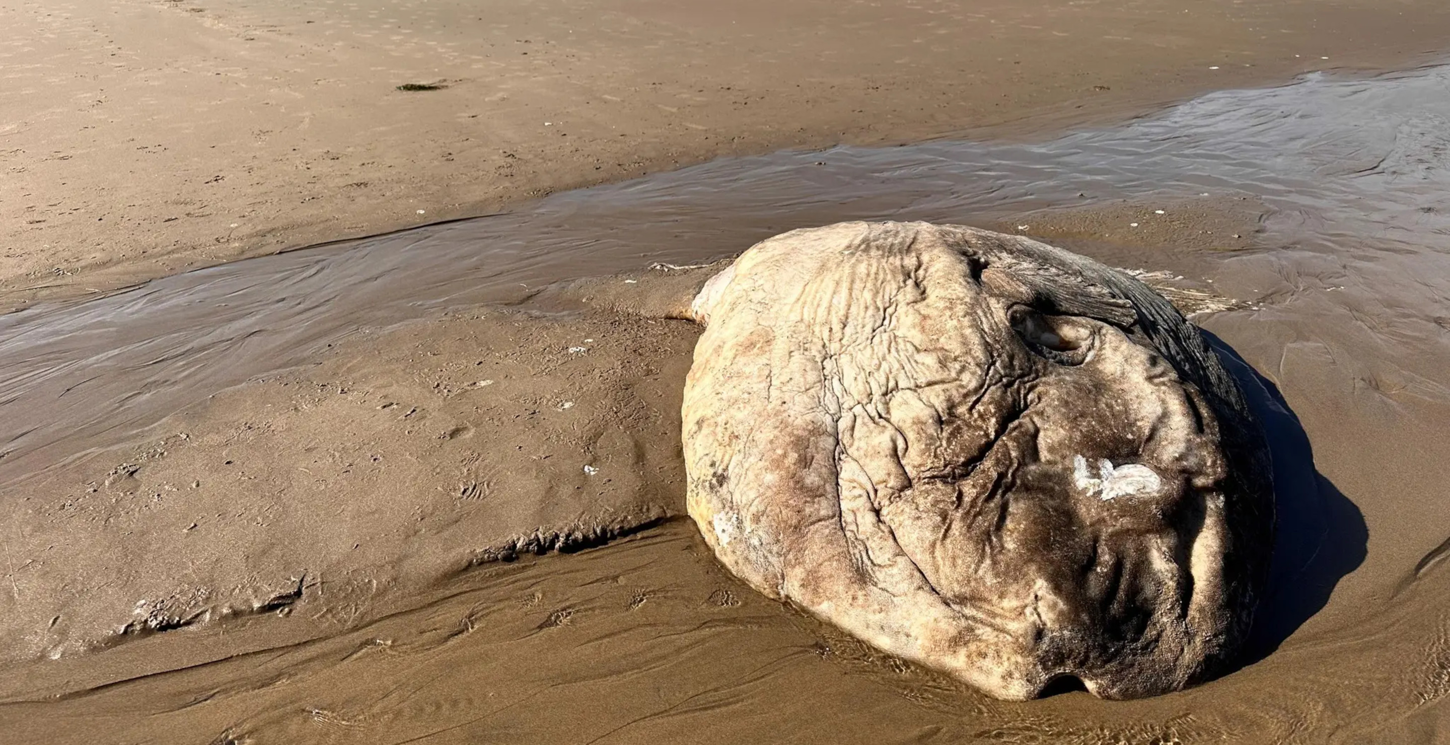 Weird Alien-Like Fish Washes Up On Shore On Oregon Beach