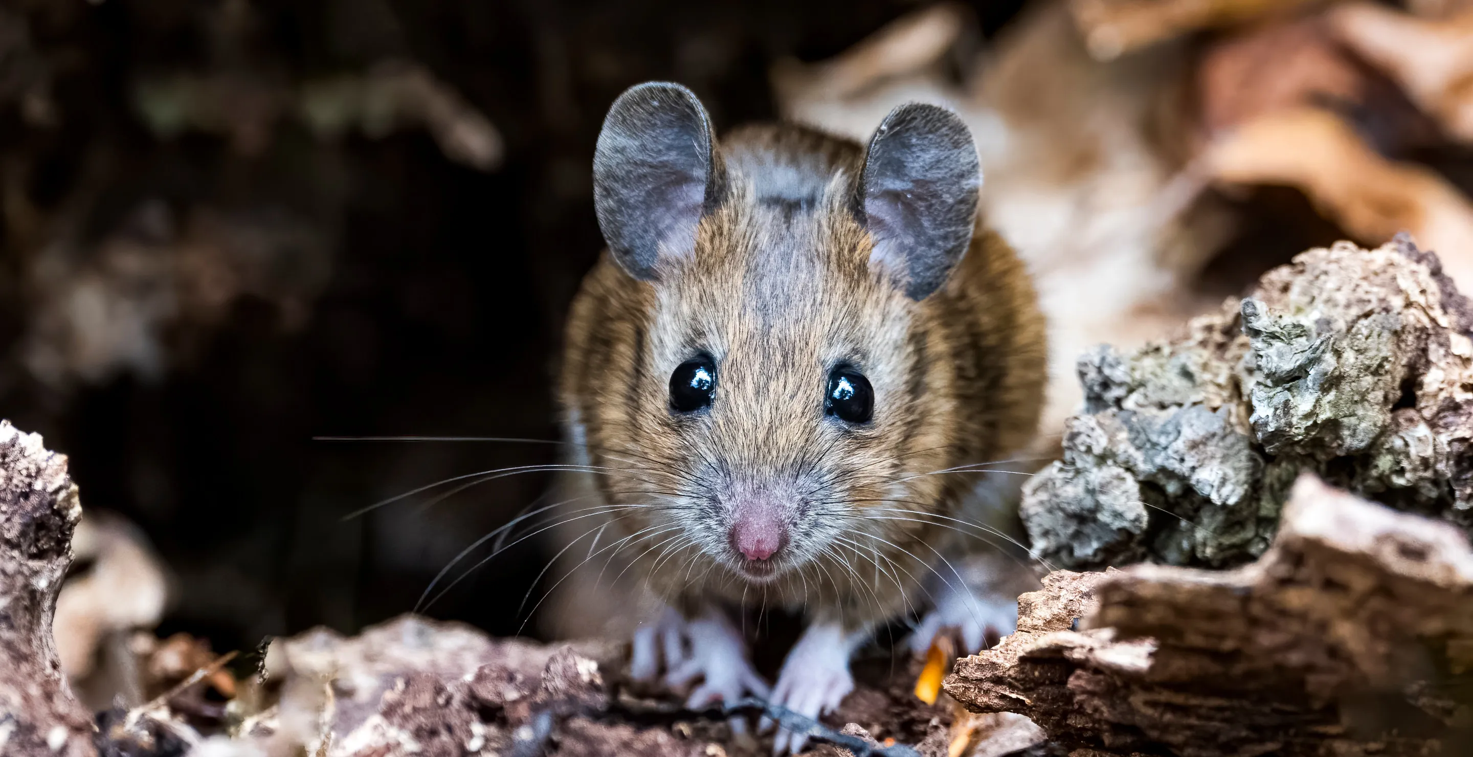 Why One Single Loose Rat Poses Apocalyptic Danger For Tiny Alaskan Island Called Galapagos Of The North