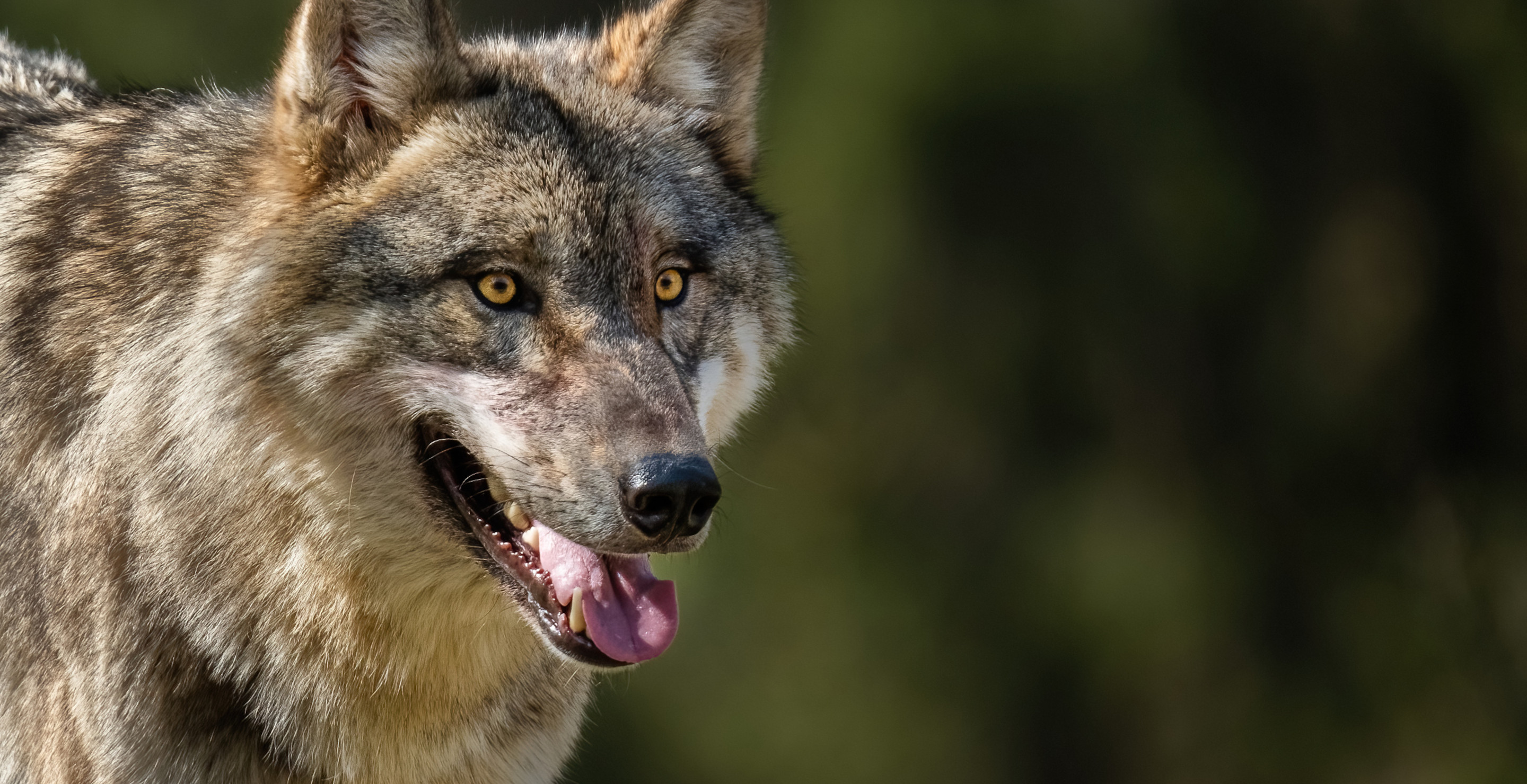 Wisconsin Duck Hunter Under Investigation For Killing Wolf